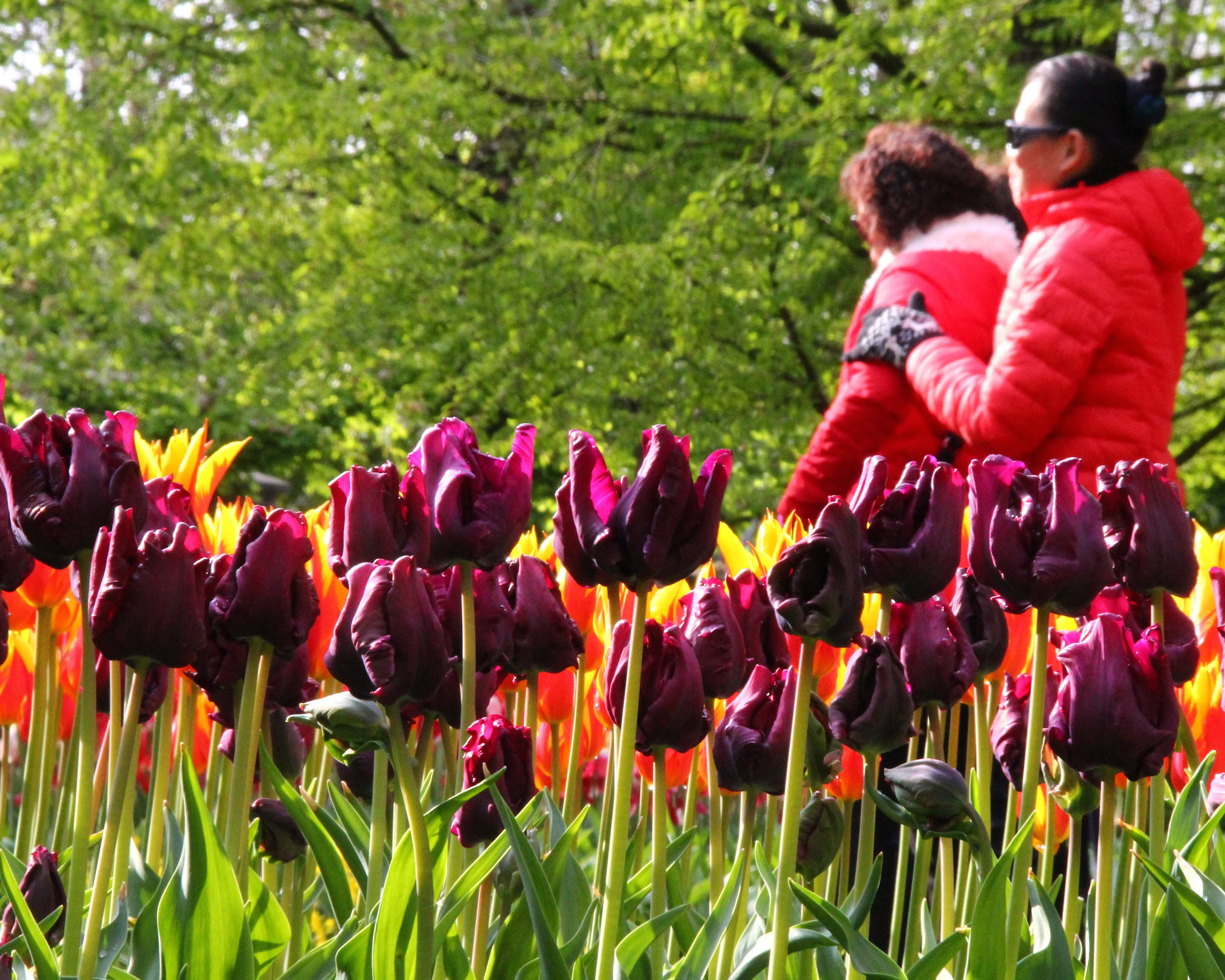 Tulip 'Victoria's Secret' - Image 5
