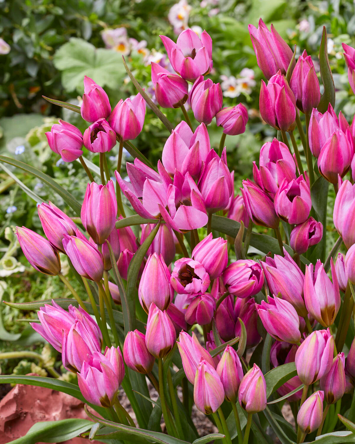 Tulip 'Violetta' - Image 2