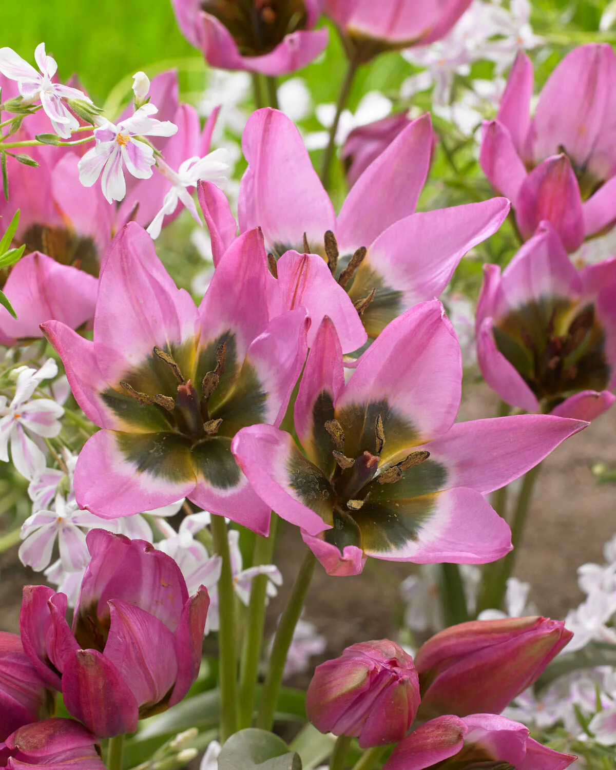 Tulip 'Violetta' - Image 3