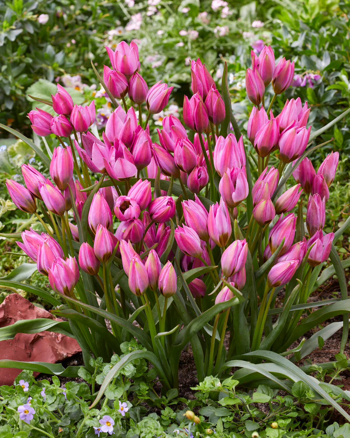 Tulip 'Violetta' - Image 4