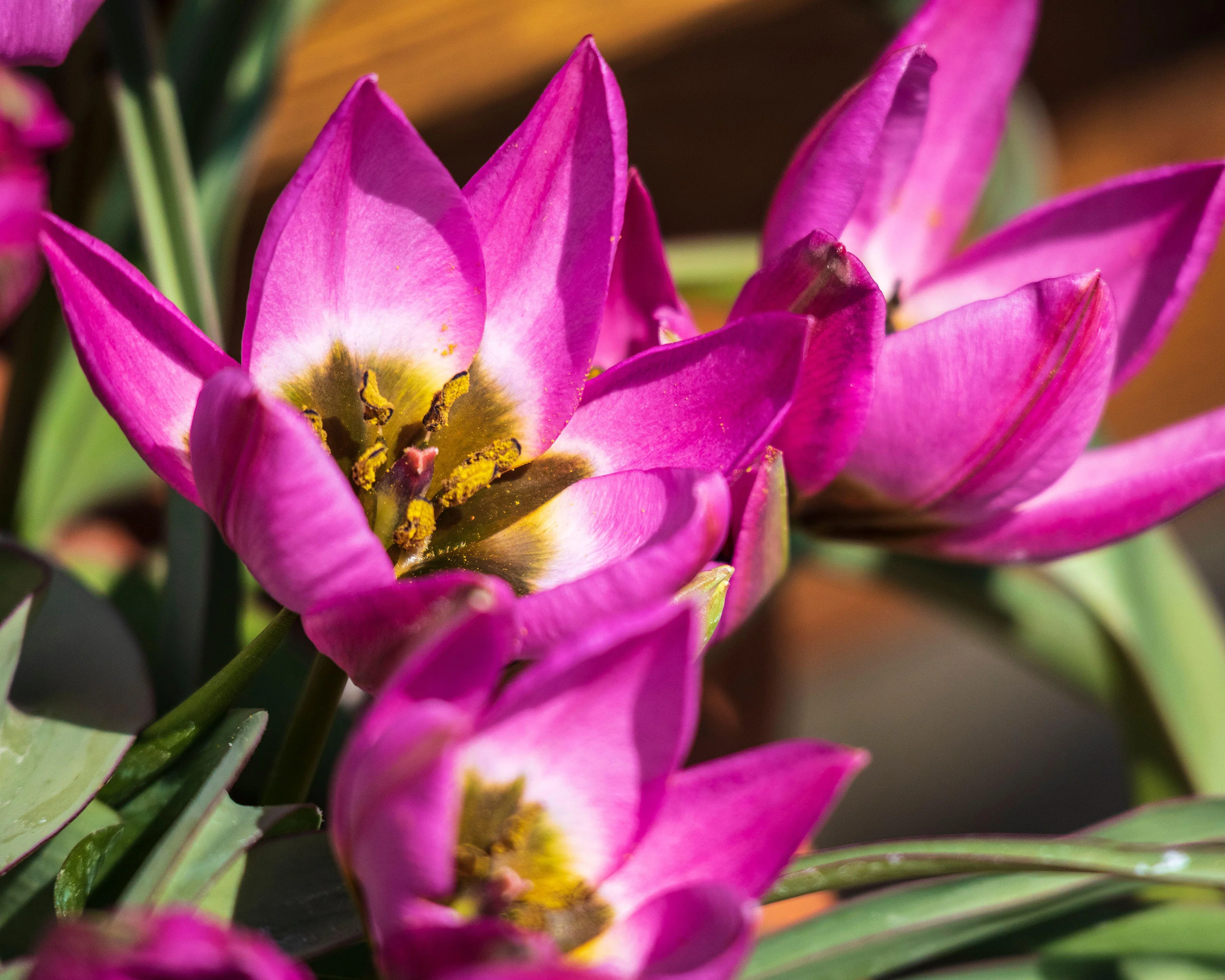 Tulip 'Violetta' - Image 5