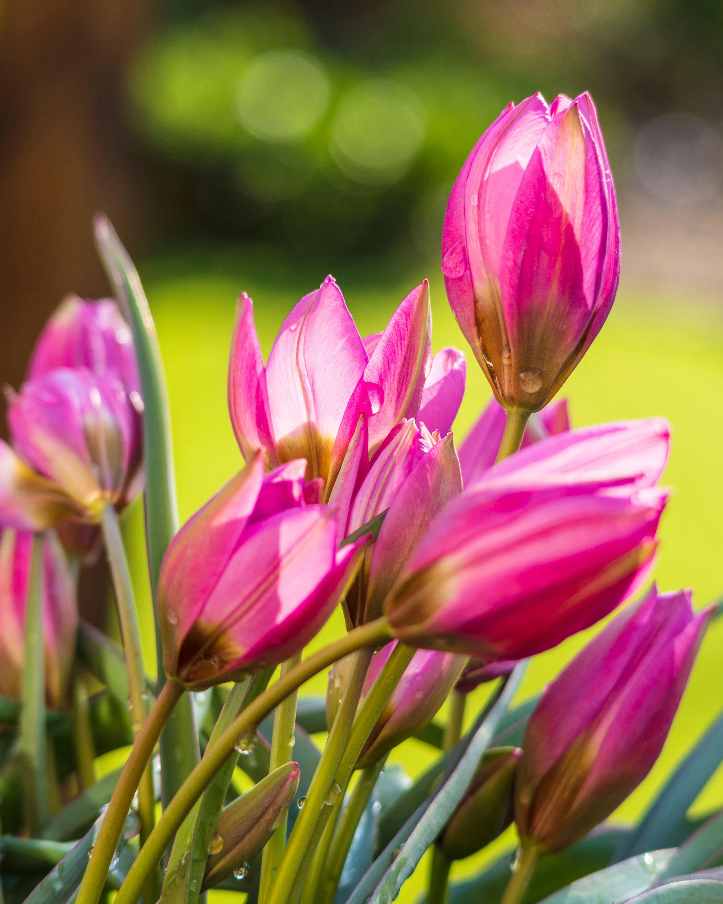 Tulip 'Violetta' - Image 7