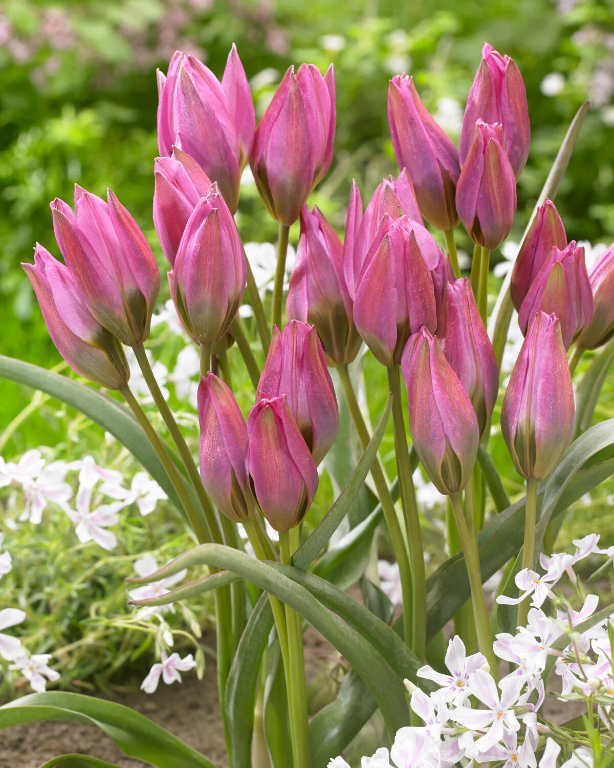 Tulip 'Violetta' - Image 9