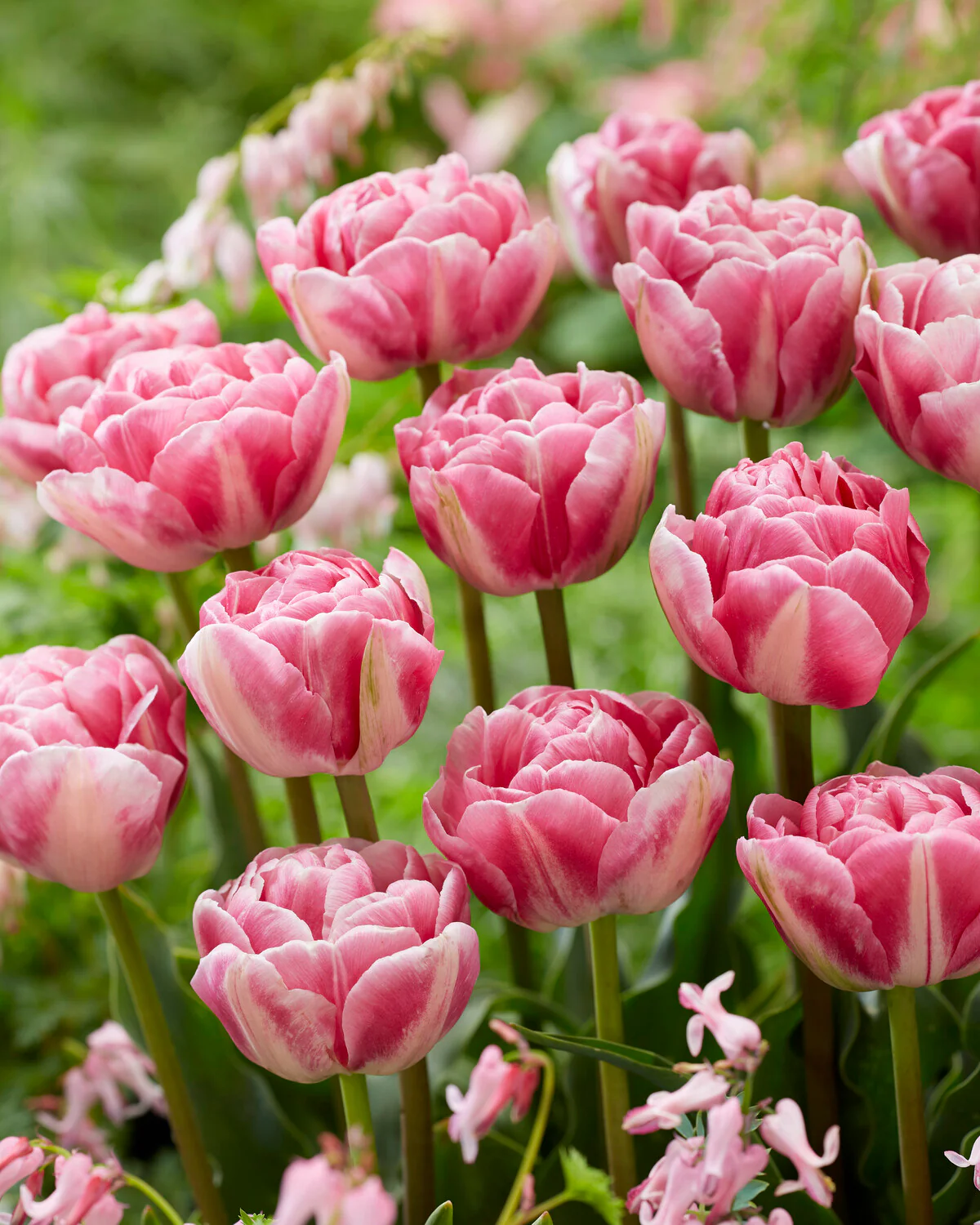 Tulip 'Vogue' - Image 12
