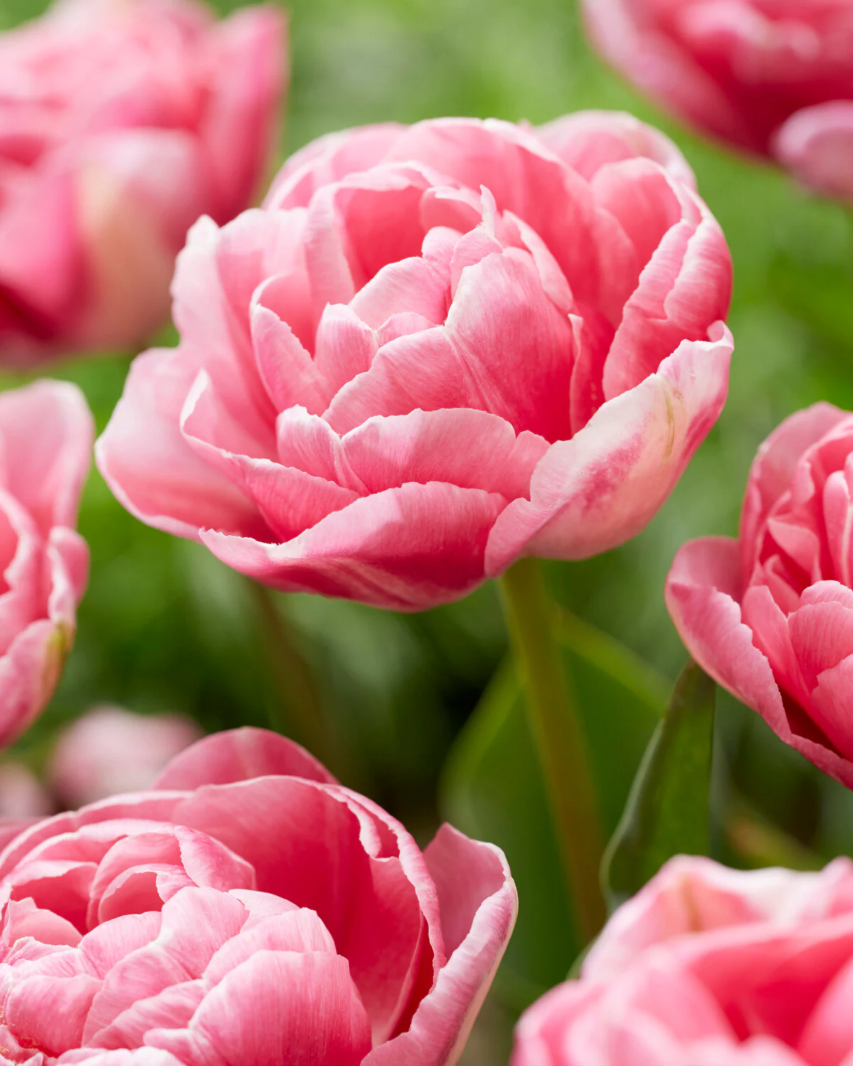 Tulip 'Vogue' - Image 13