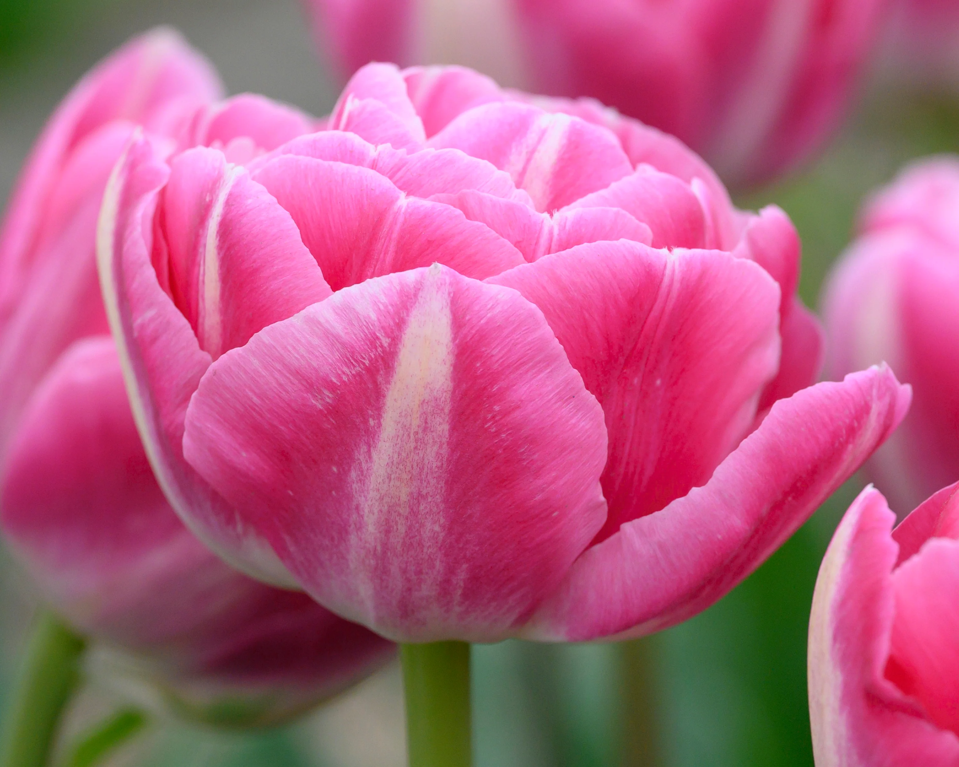 Tulip 'Vogue' - Image 3