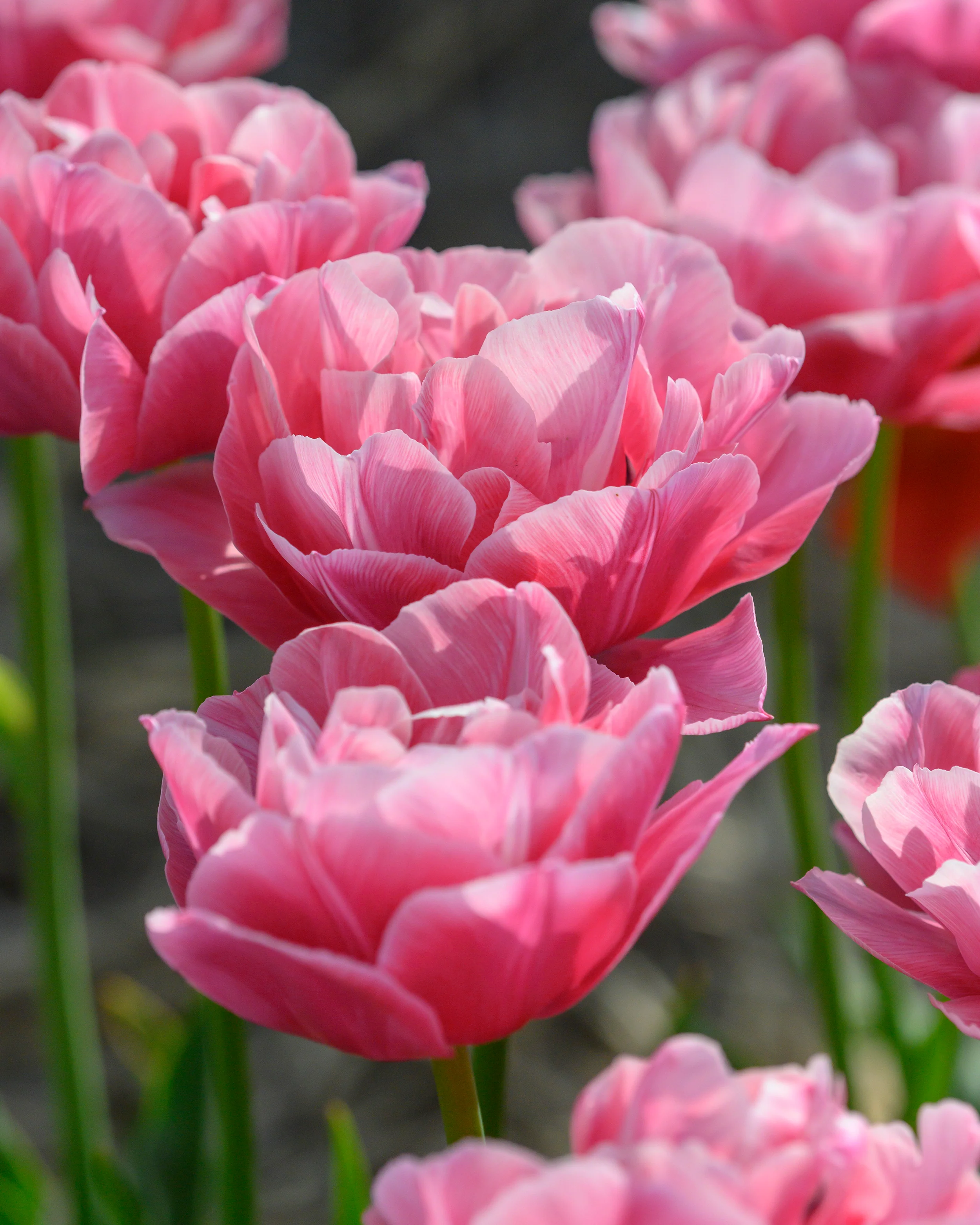 Tulip 'Vogue' - Image 4