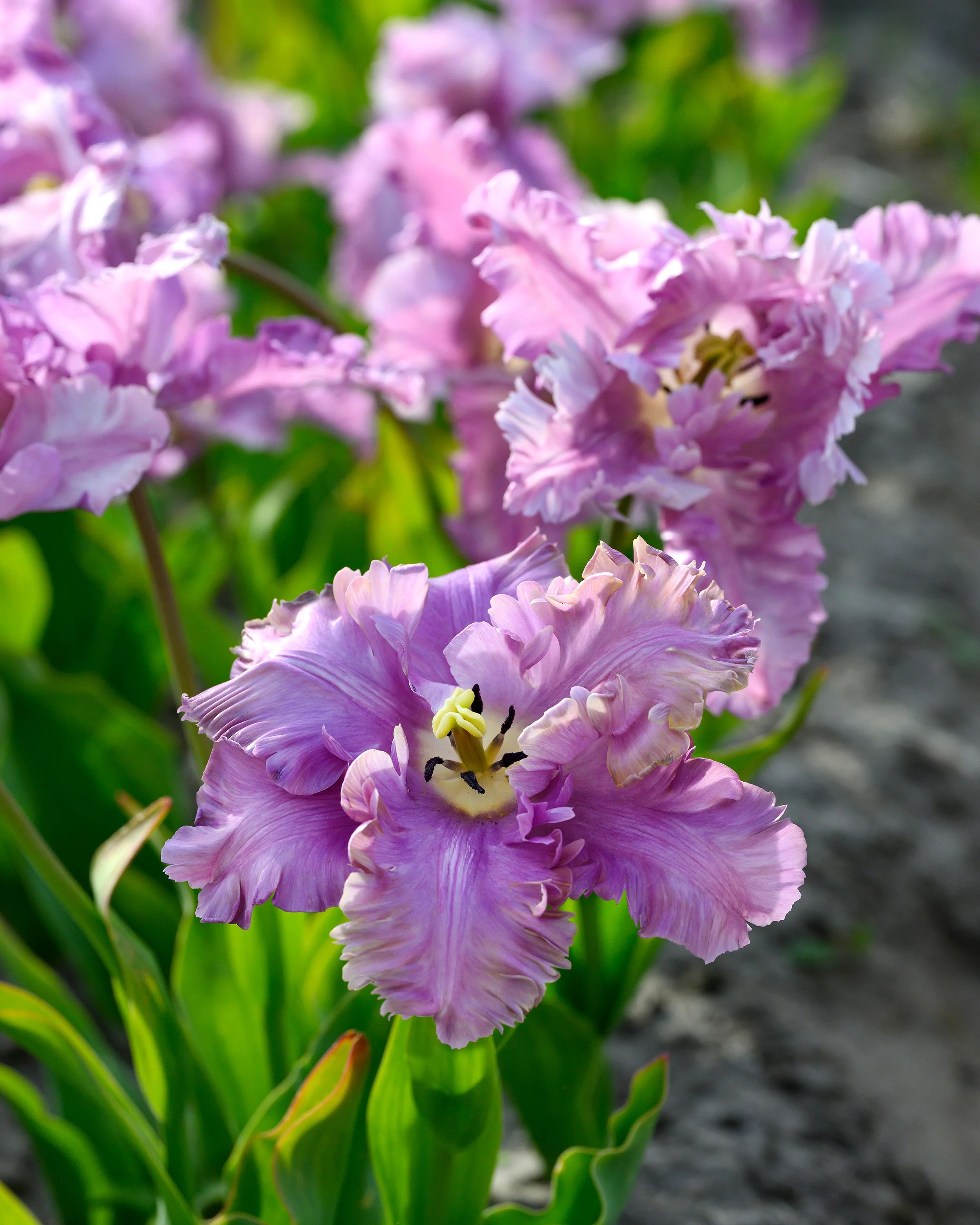 Tulip 'Vovos' - Image 2
