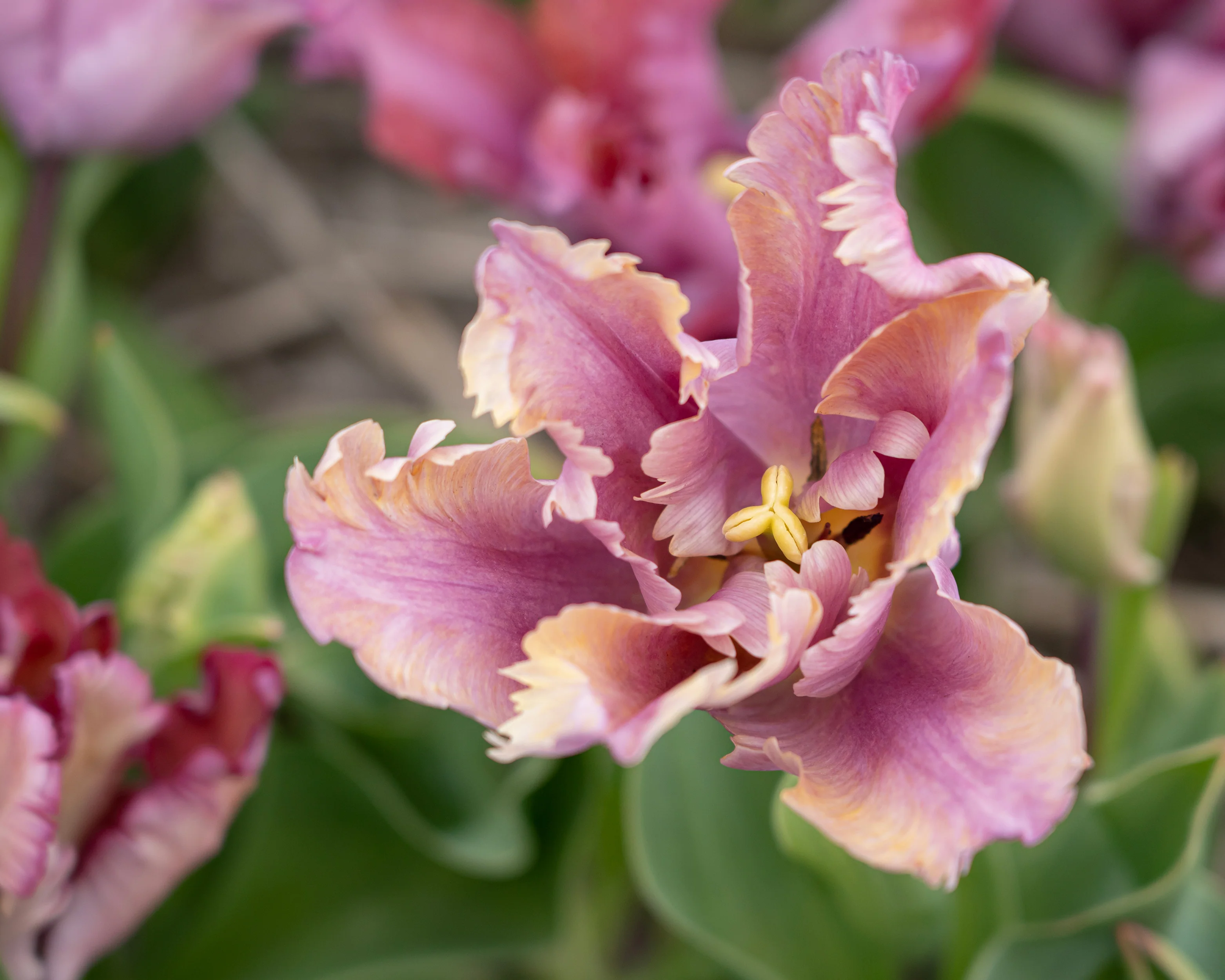 Tulip 'Vovos' - Image 3