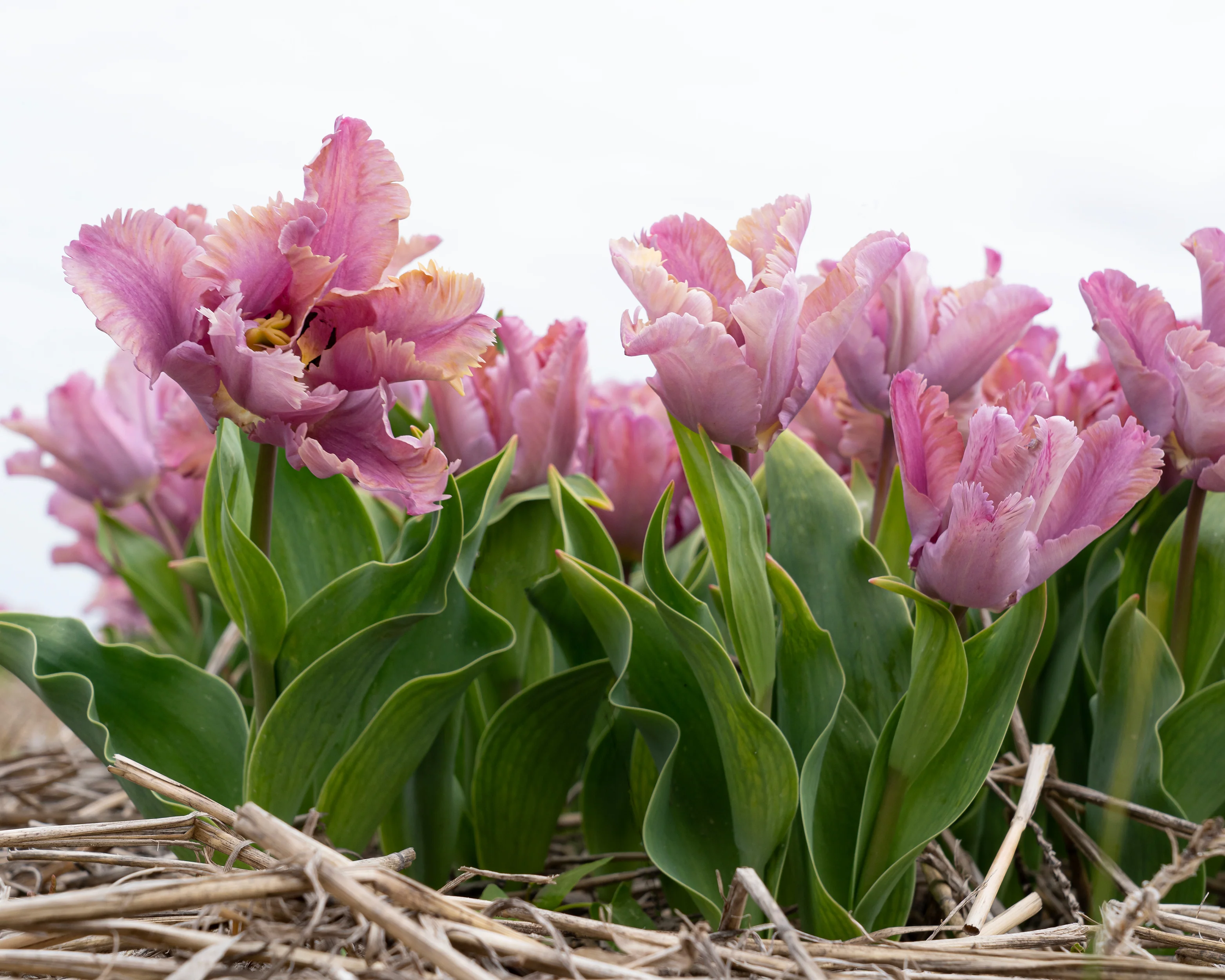 Tulip 'Vovos' - Image 6