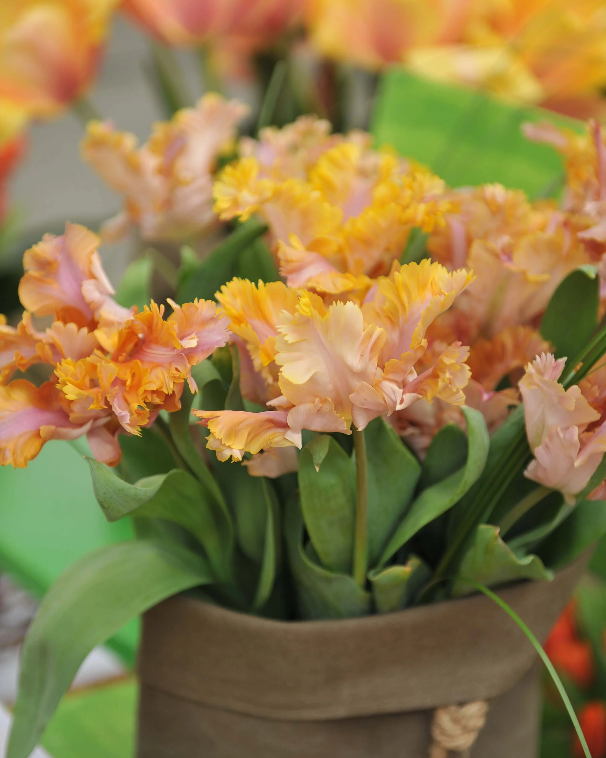 Tulip 'Vovos' - Image 7