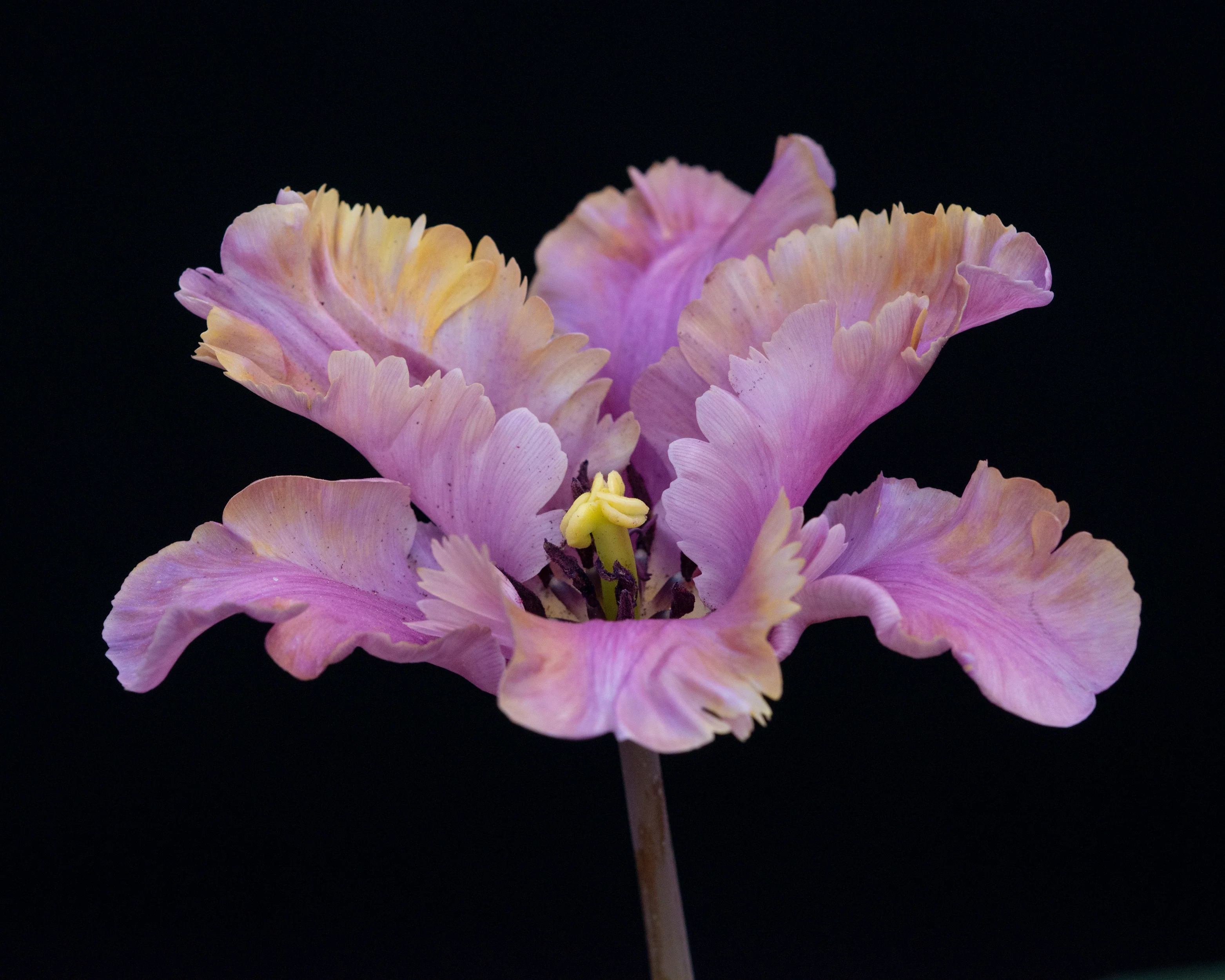 Tulip 'Vovos' - Image 8