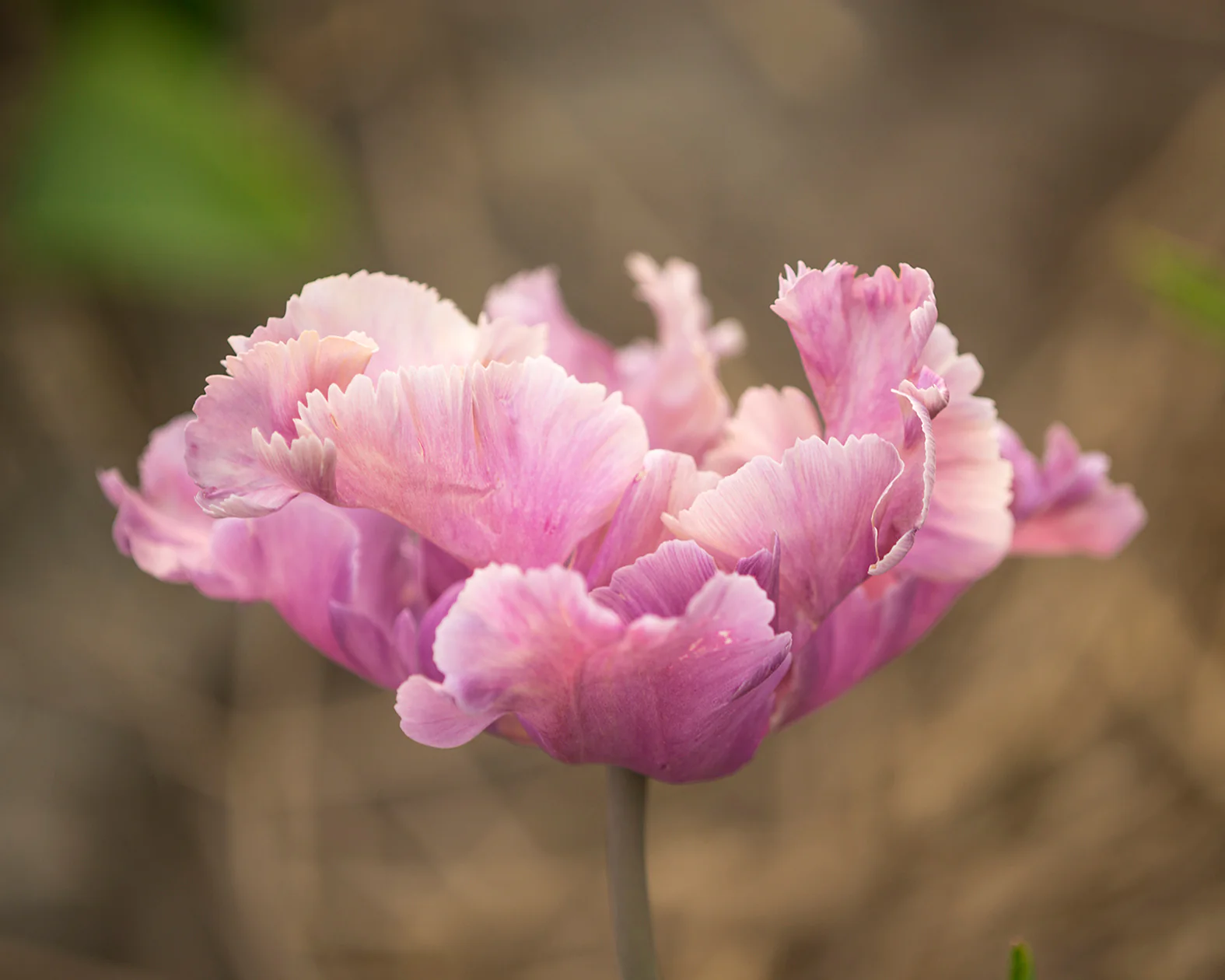 Tulip 'Vovos' - Image 9