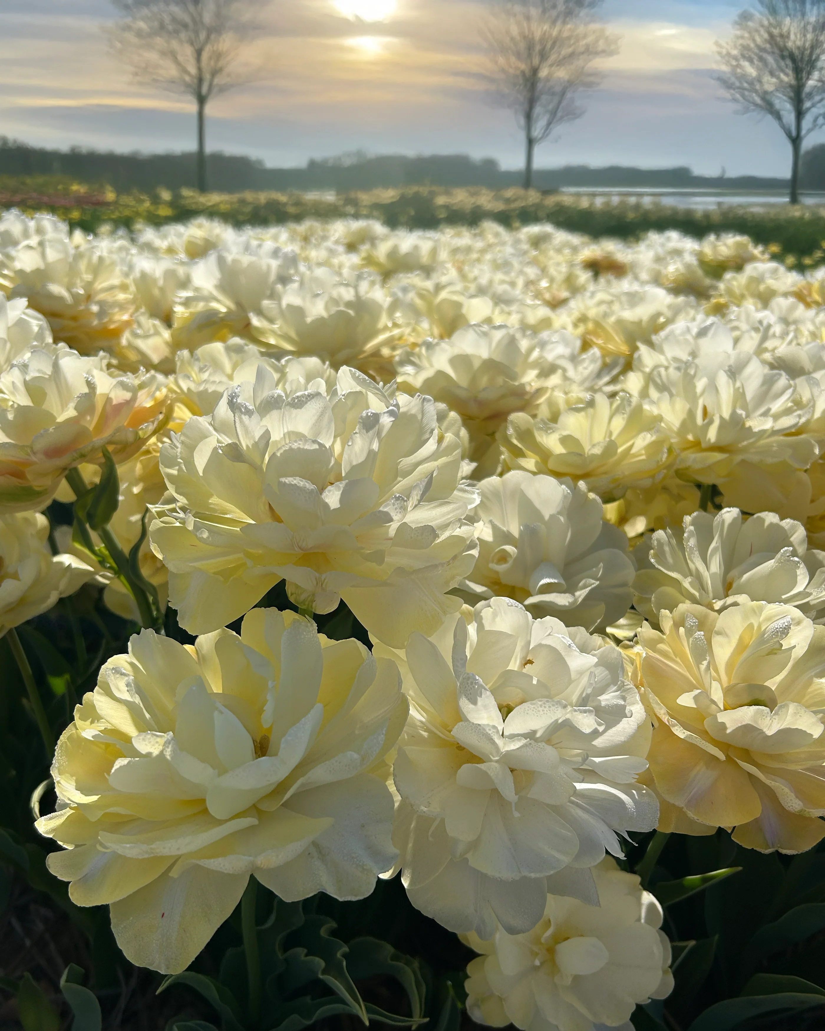 Tulip 'Wedding Dream' - Image 2