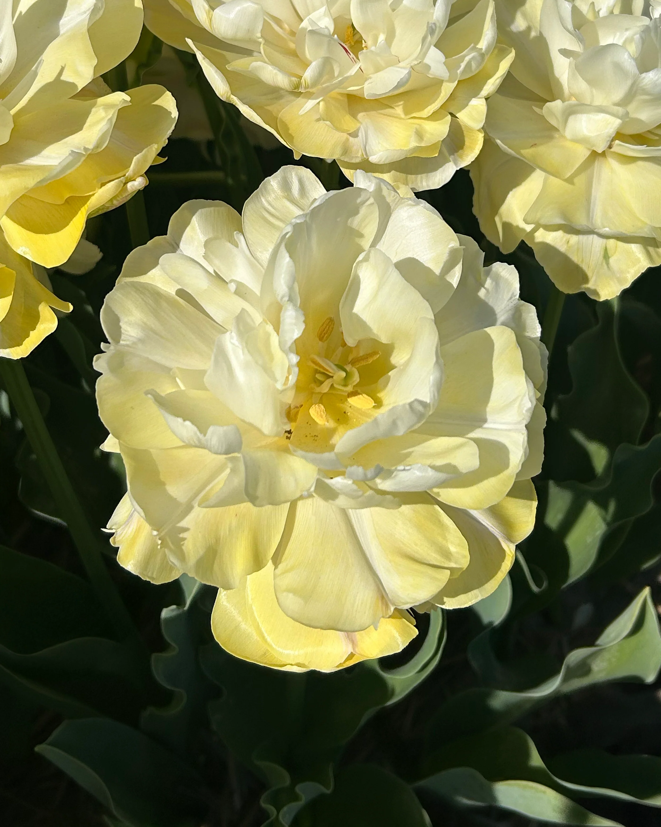 Tulip 'Wedding Dream' - Image 4