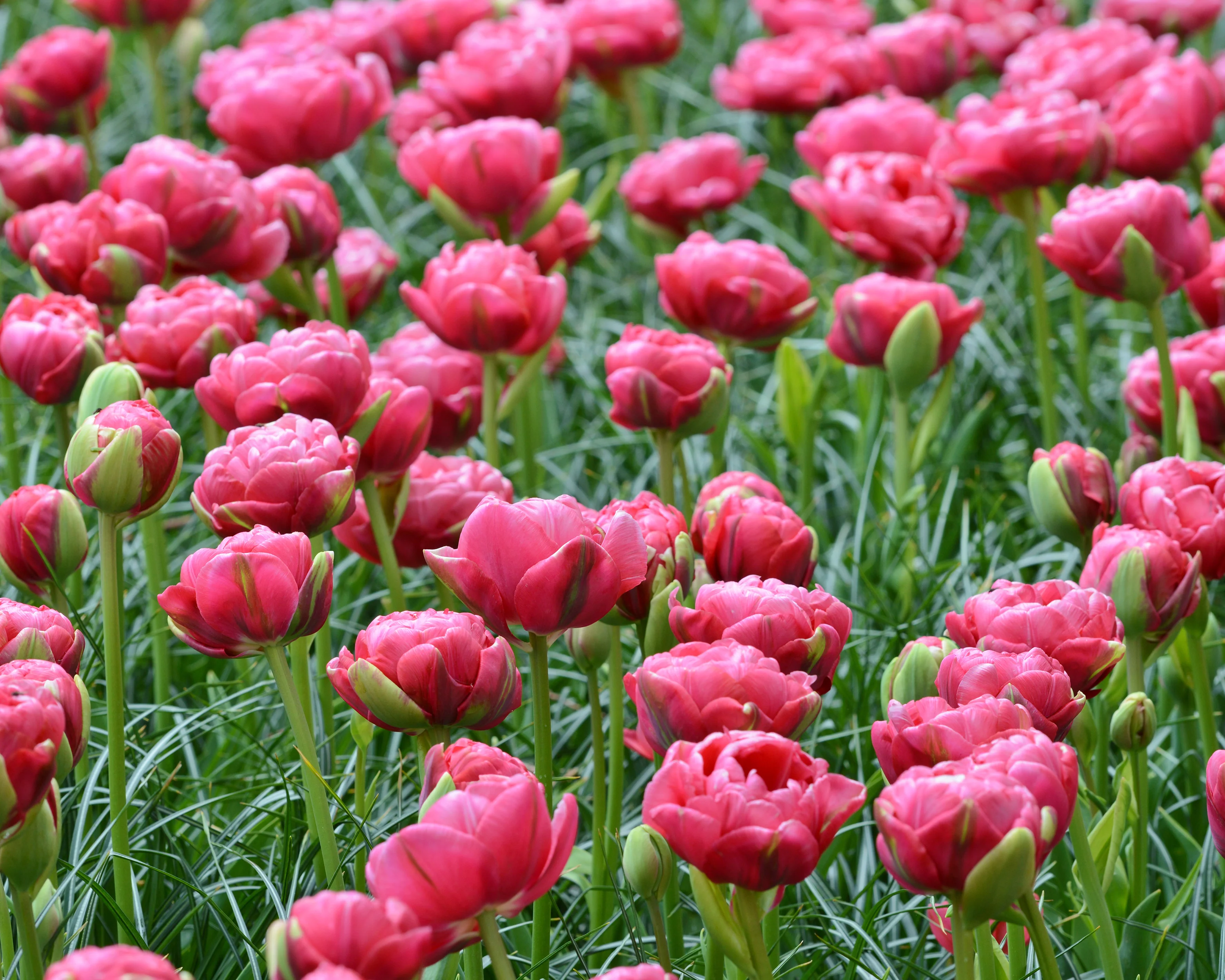 Tulip 'Wedding Gift' - Image 10