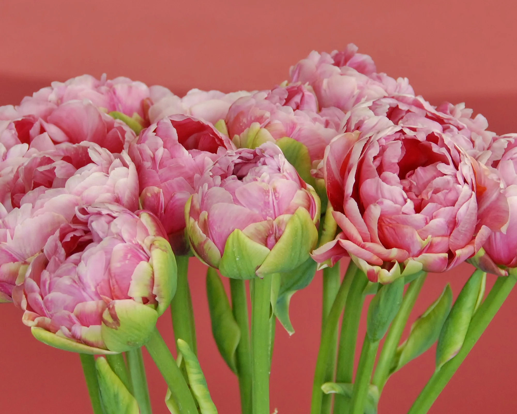 Tulip 'Wedding Gift' - Image 11