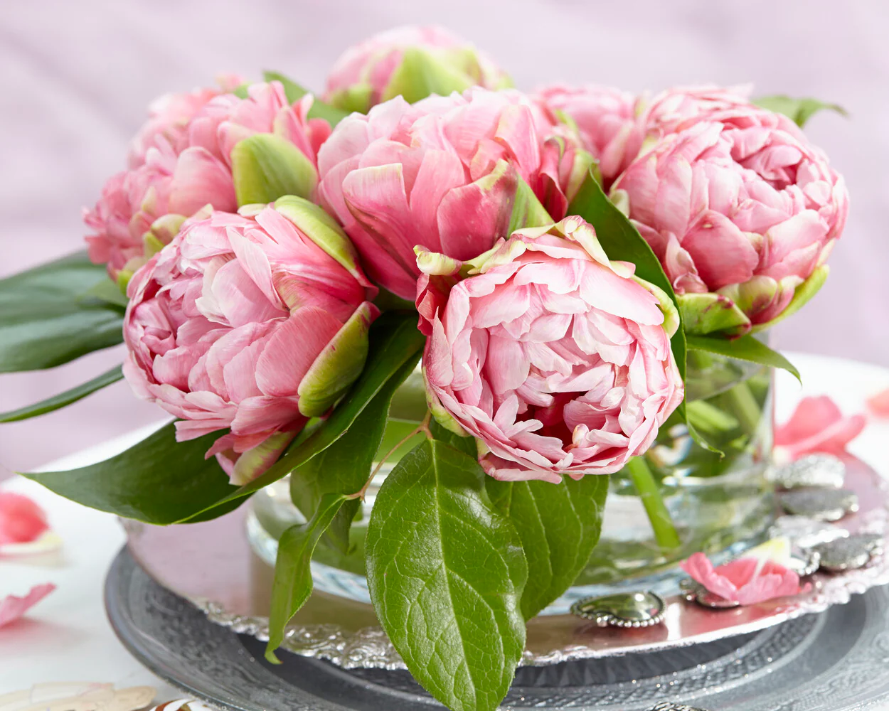 Tulip 'Wedding Gift' - Image 12