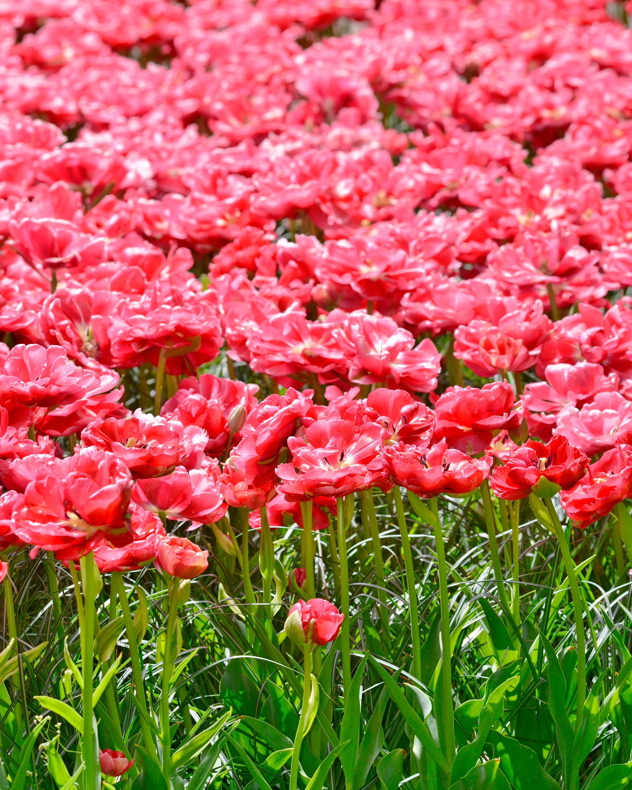 Tulip 'Wedding Gift' - Image 14