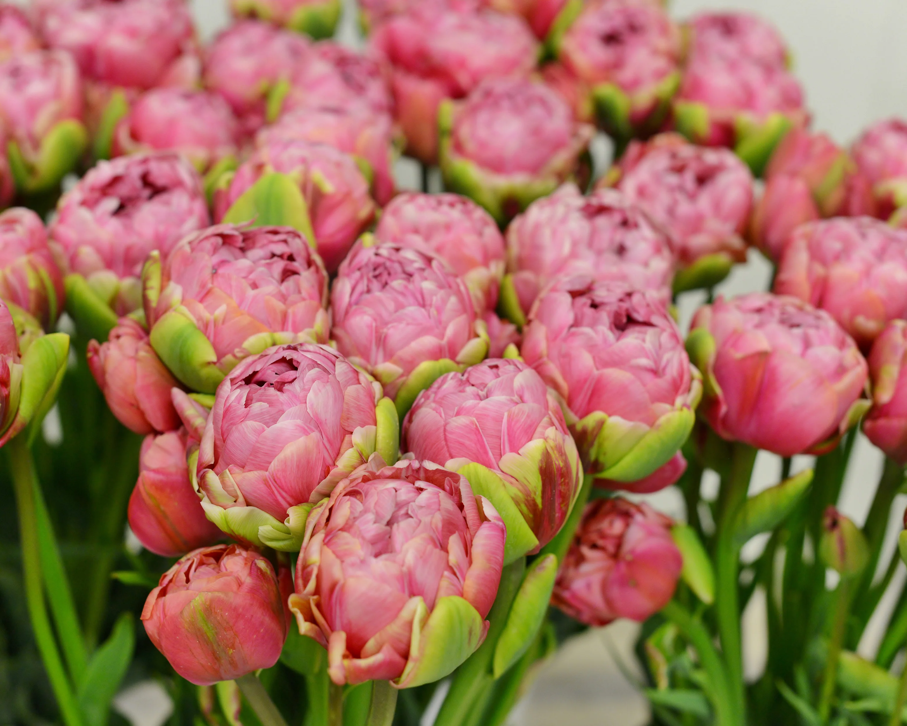 Tulip 'Wedding Gift' - Image 15