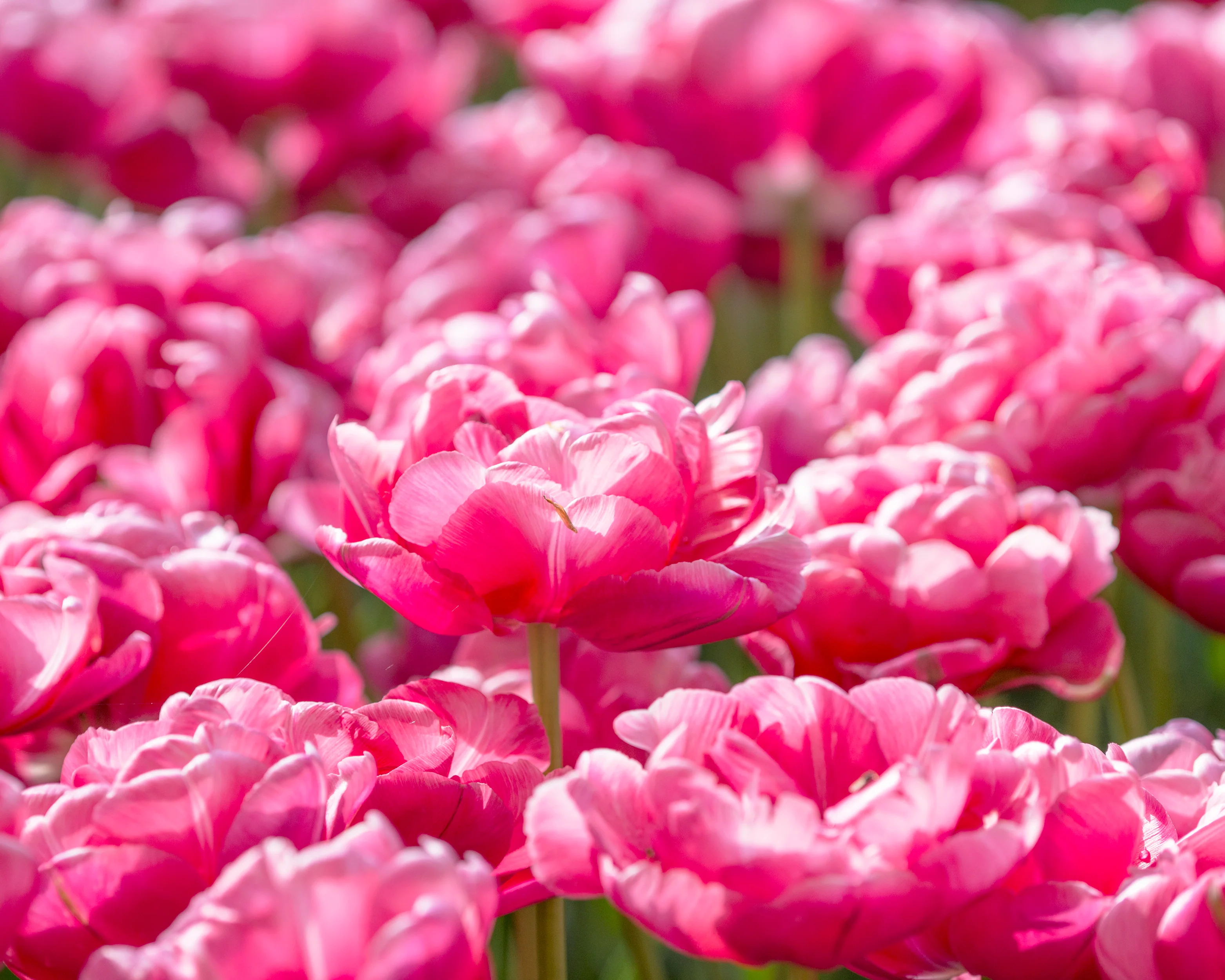 Tulip 'Wedding Gift' - Image 17