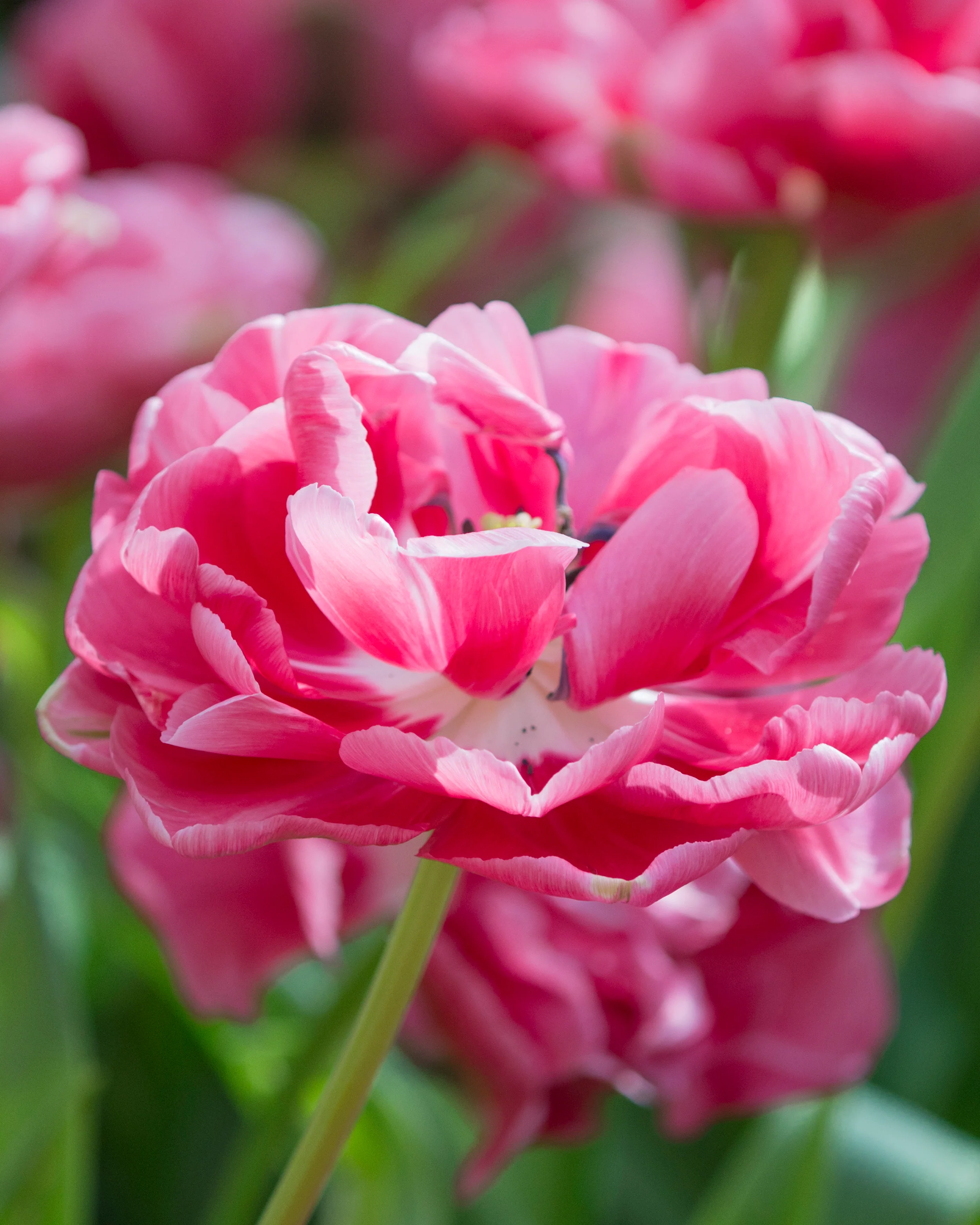 Tulip 'Wedding Gift' - Image 18