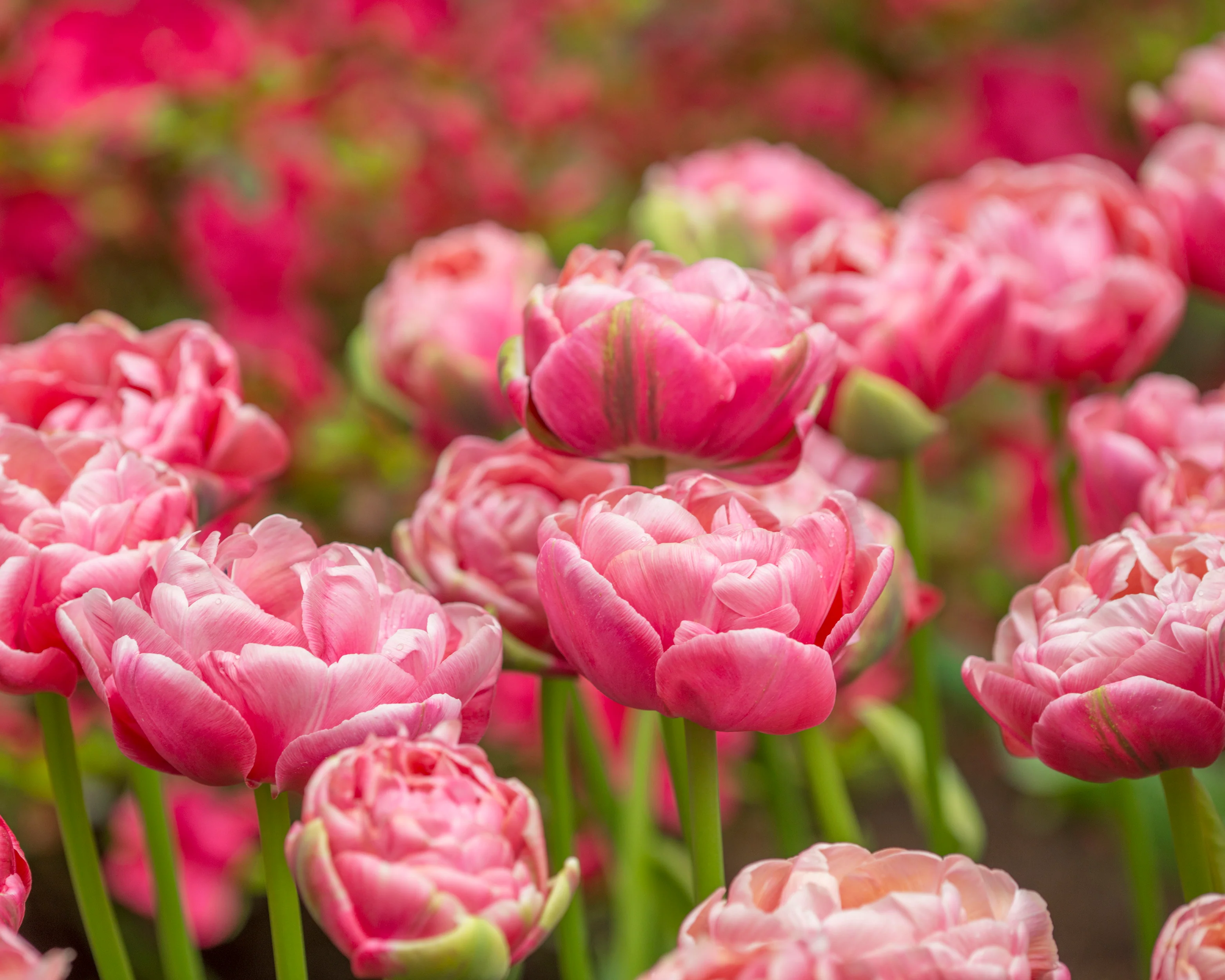 Tulip 'Wedding Gift' - Image 19