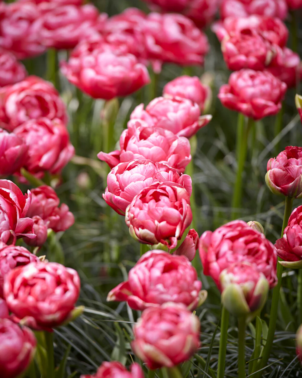 Tulip 'Wedding Gift' - Image 21