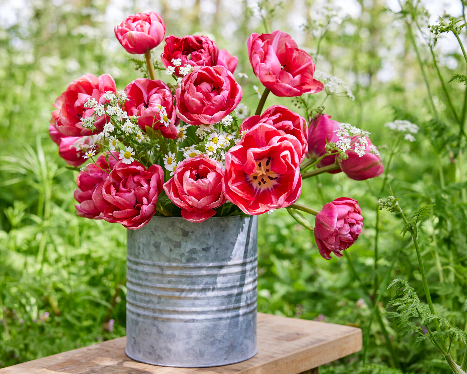 Tulip 'Wedding Gift' - Image 3