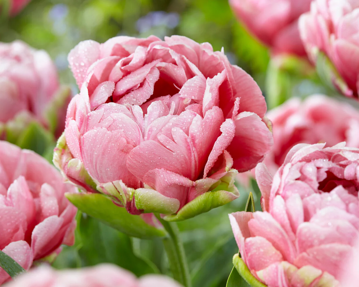Tulip 'Wedding Gift' - Image 4