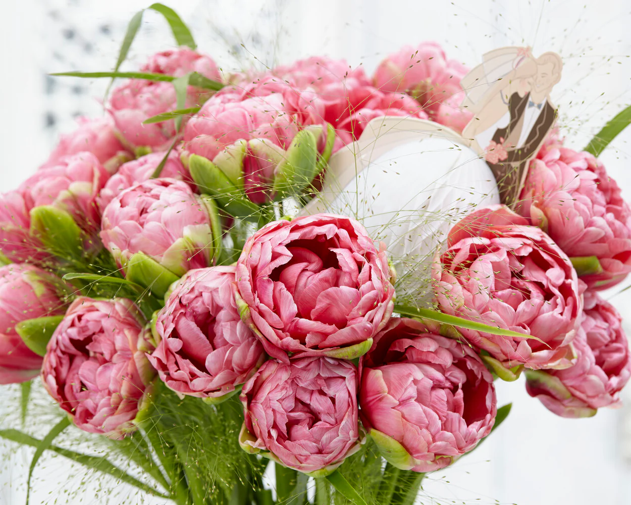 Tulip 'Wedding Gift' - Image 5