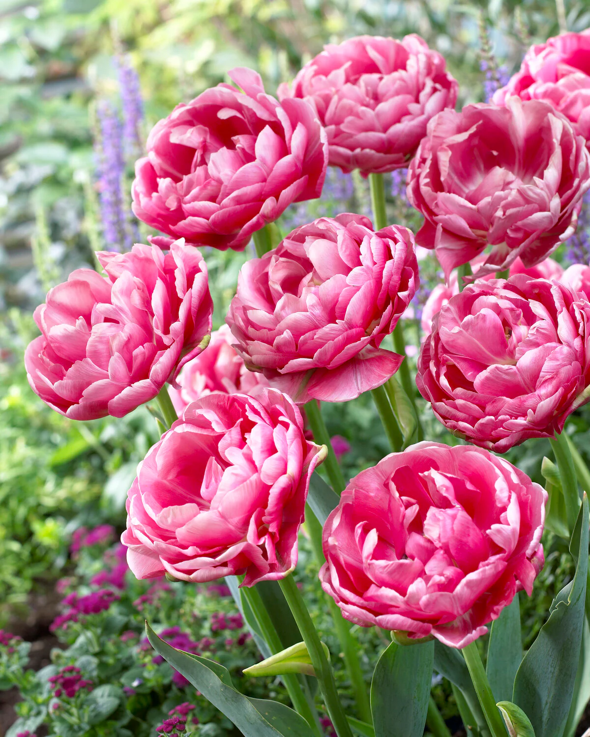 Tulip 'Wedding Gift' - Image 9
