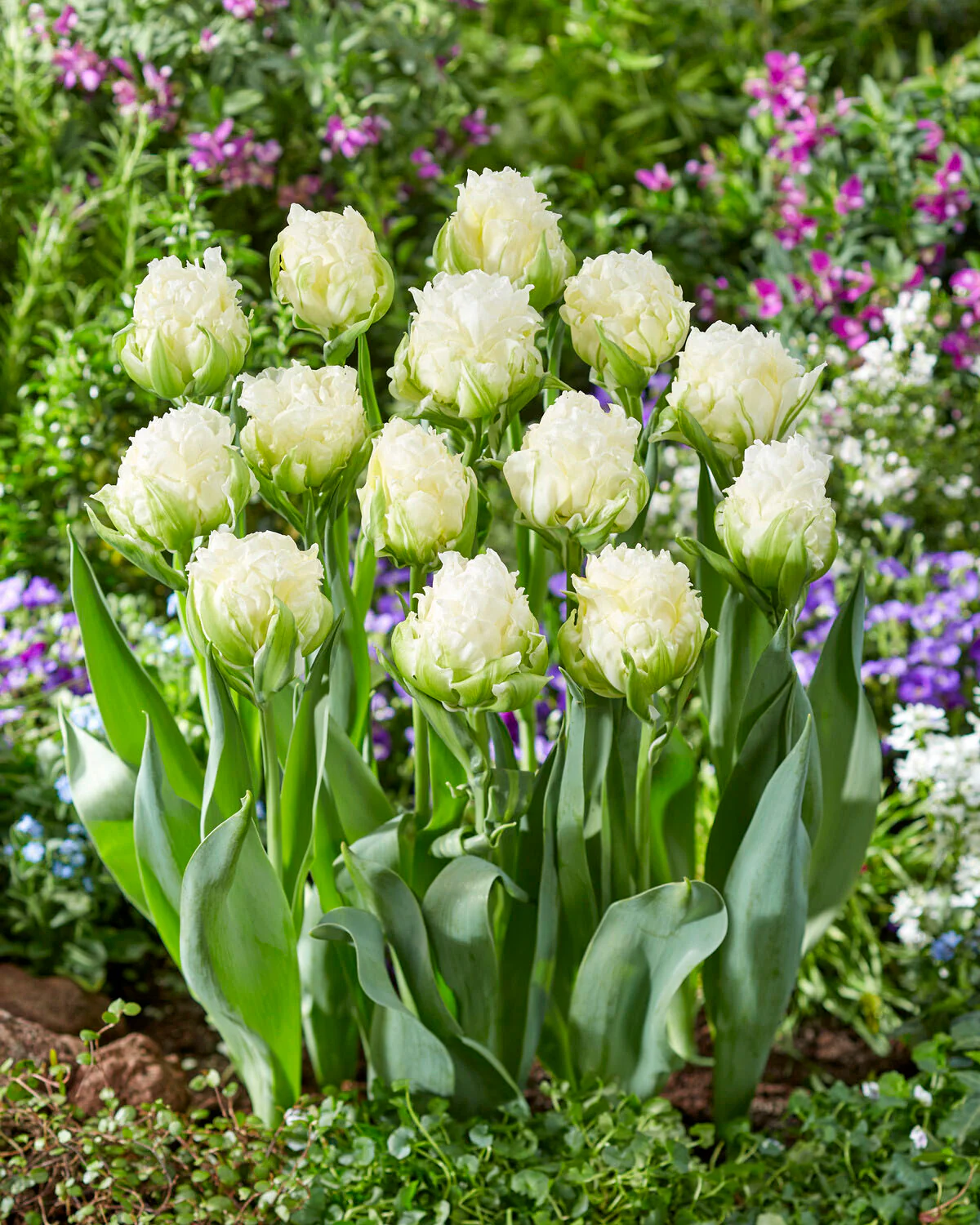 Tulip 'Whipped Cream' - Image 3