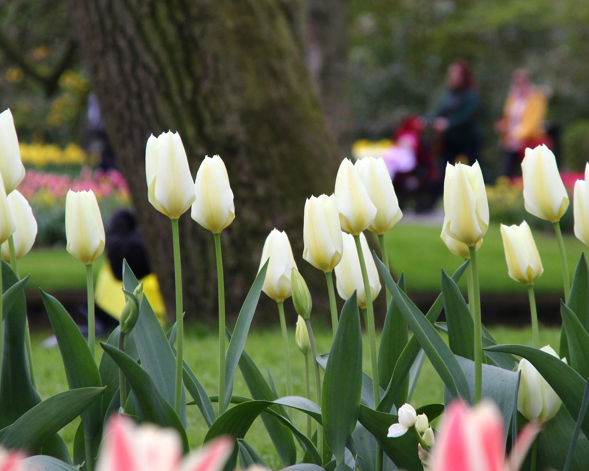 Tulip 'White Emperor' - Image 4