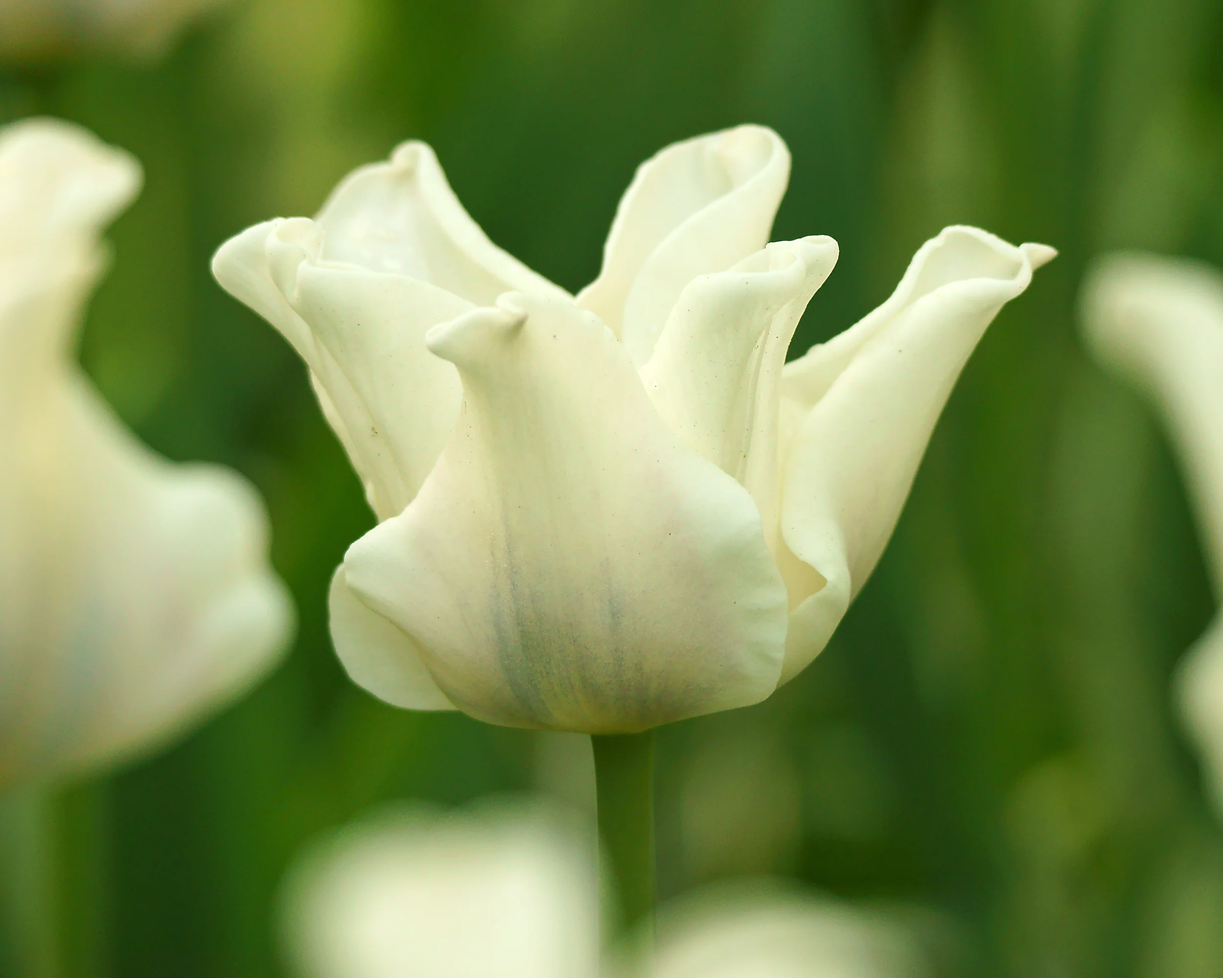 Tulip 'White Liberstar' - Image 2