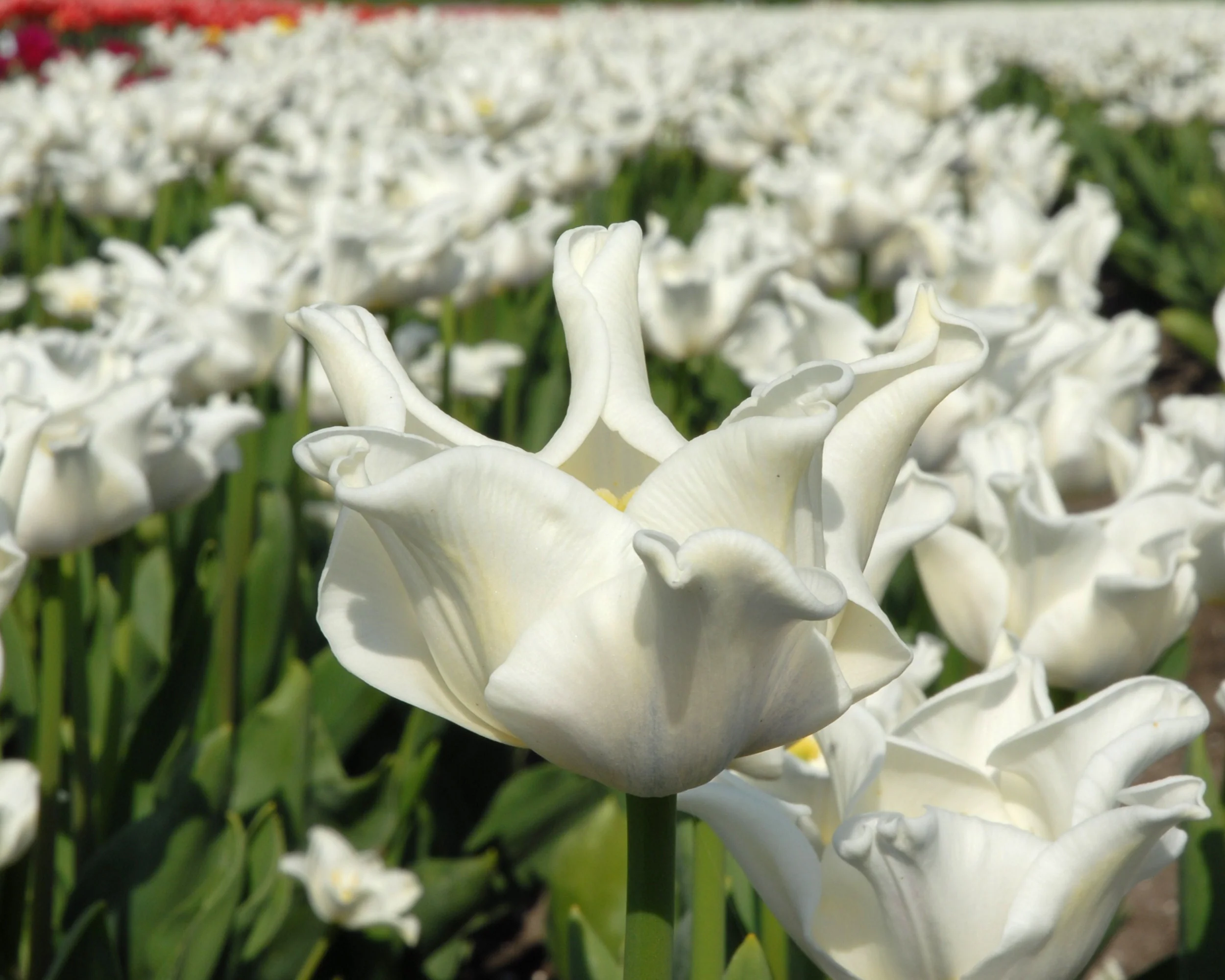 Tulip 'White Liberstar' - Image 4