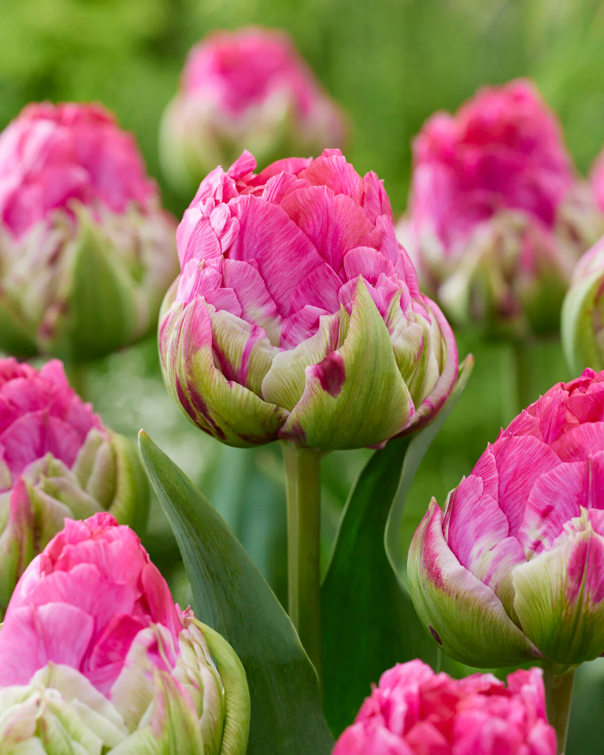 Tulip 'Wicked in Pink' - Image 3
