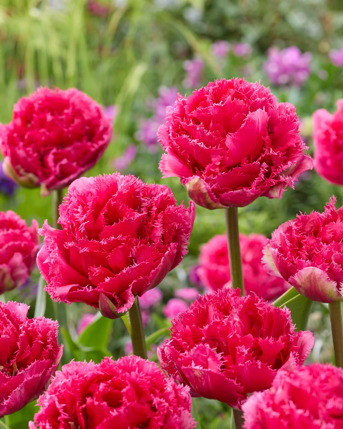 Tulip 'Wind of Change' - Image 2