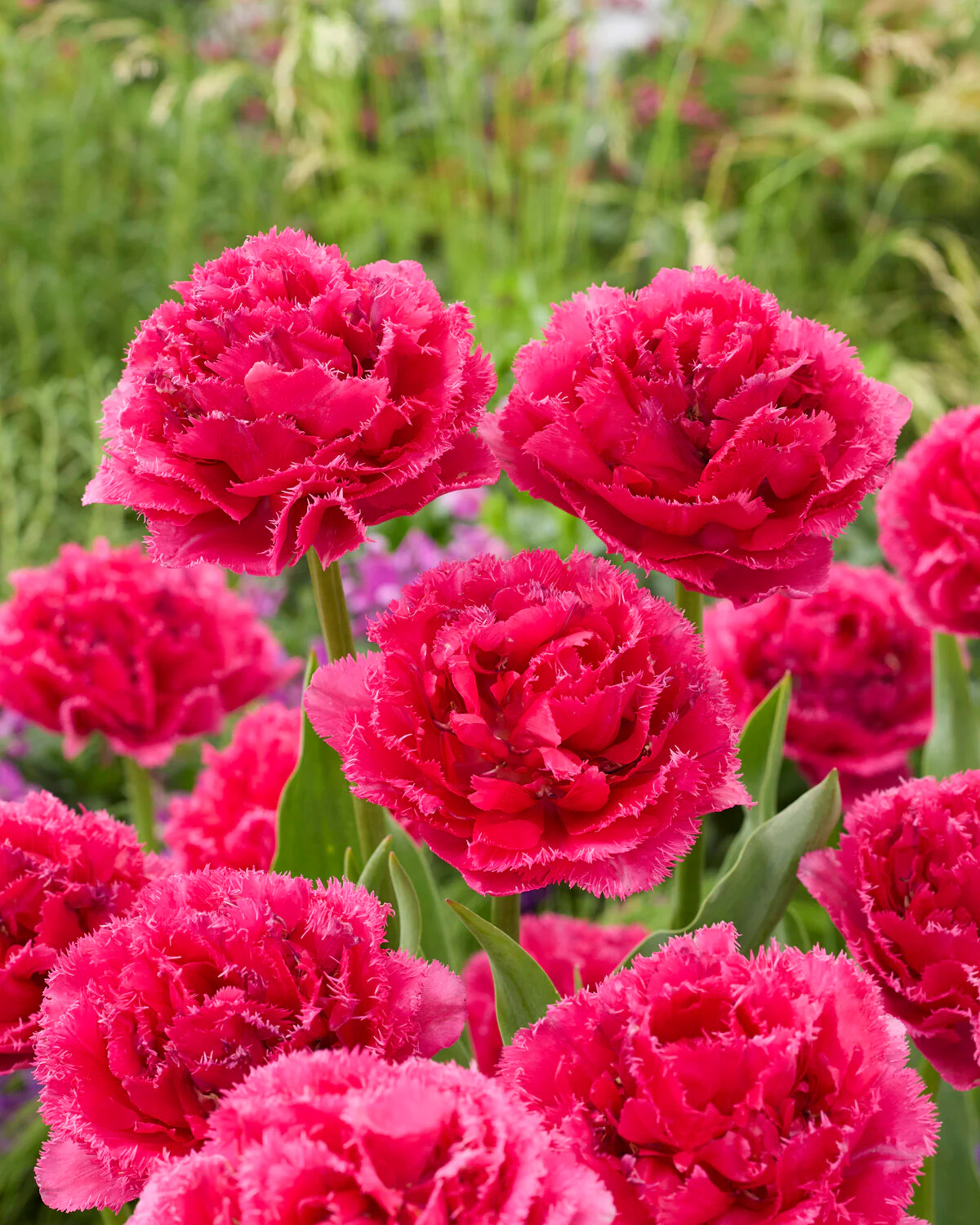 Tulip 'Wind of Change' - Image 3