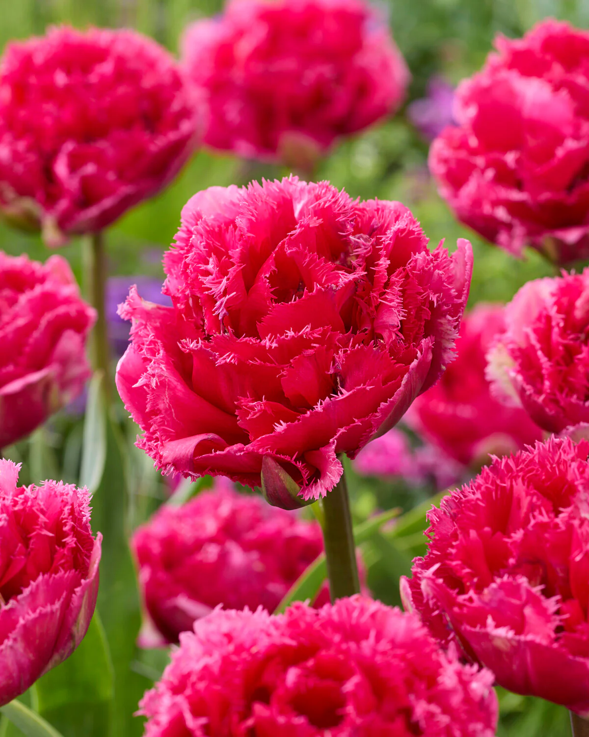 Tulip 'Wind of Change' - Image 4