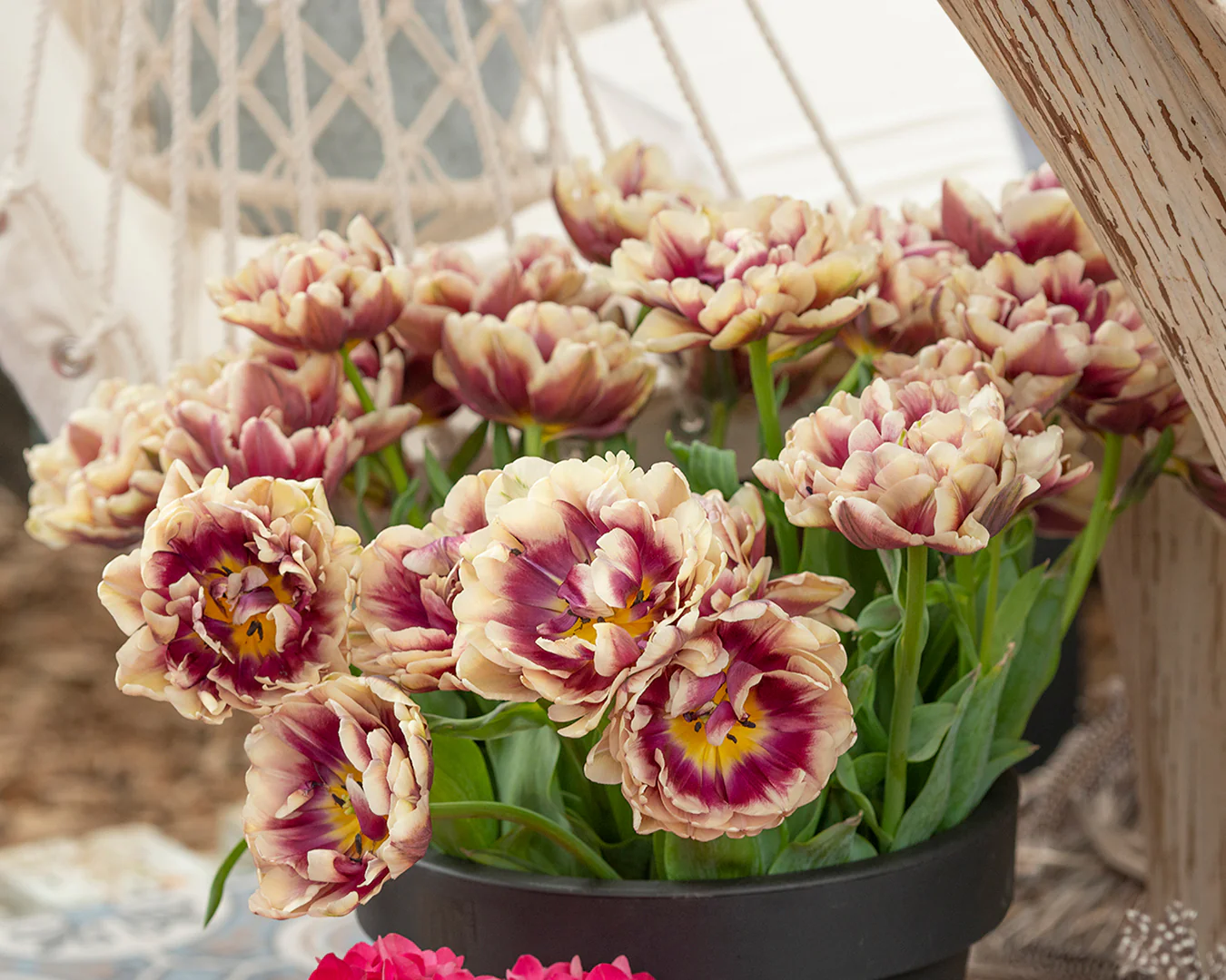 Tulip 'Wyndham' - Image 2