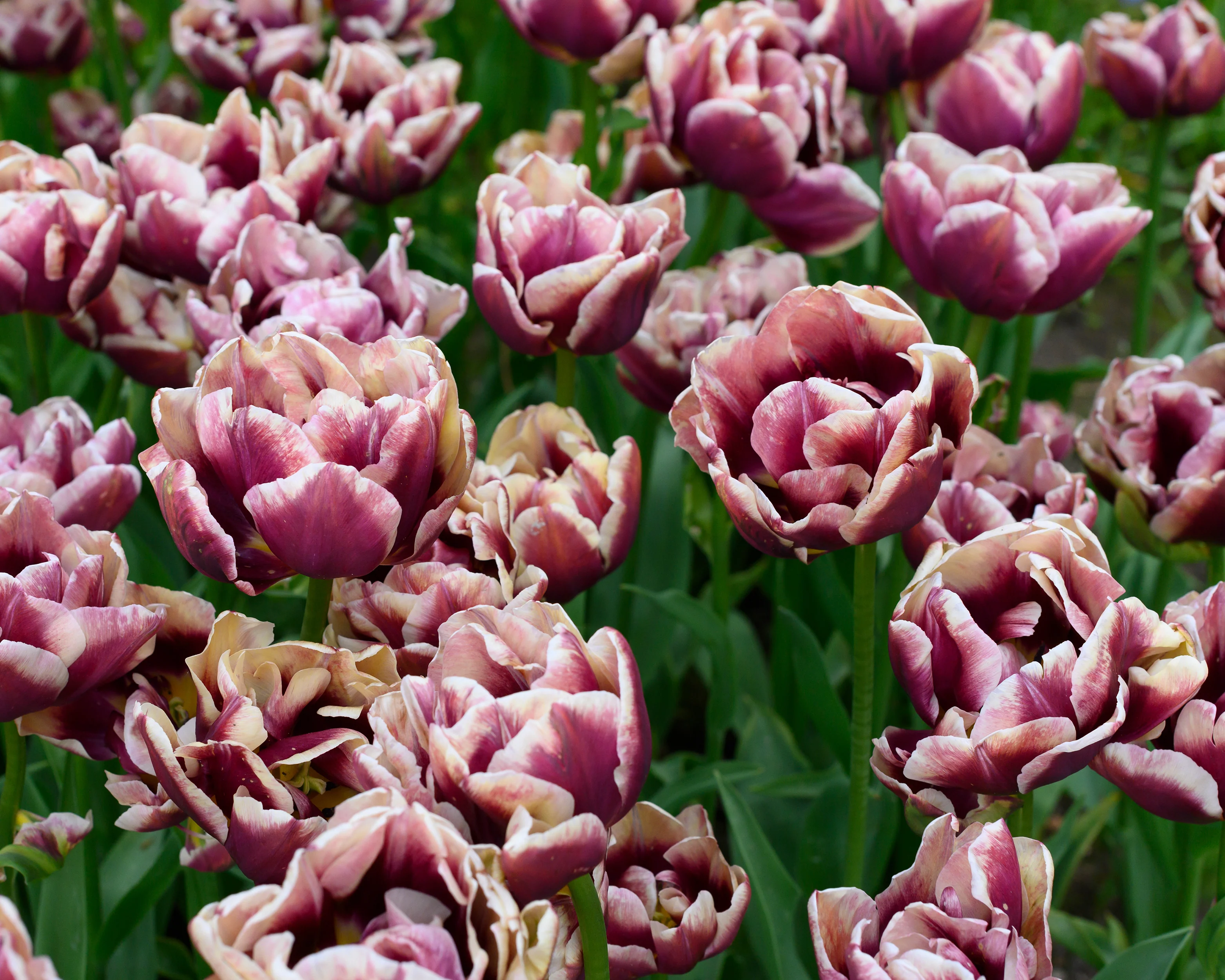 Tulip 'Wyndham' - Image 3