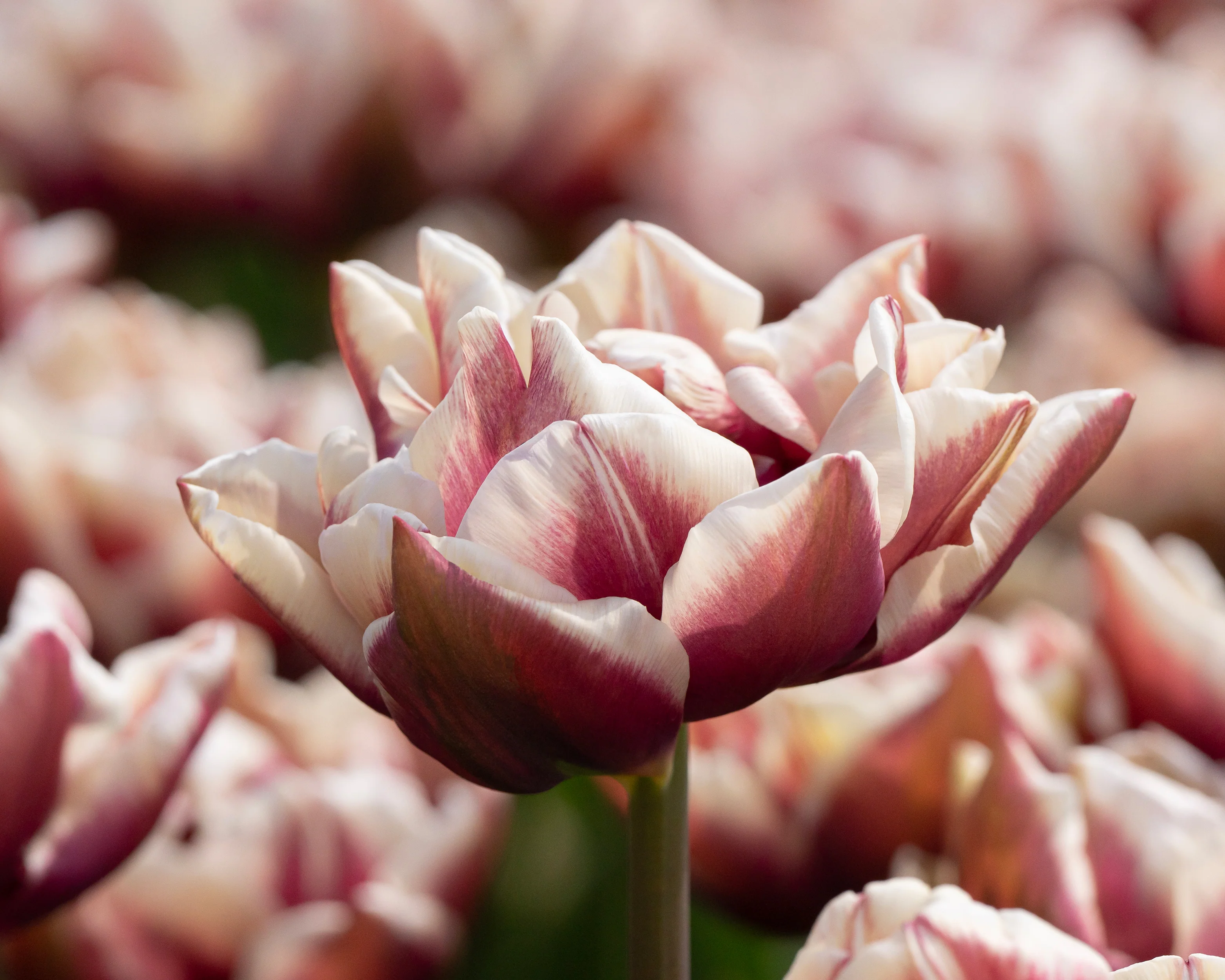 Tulip 'Wyndham' - Image 4