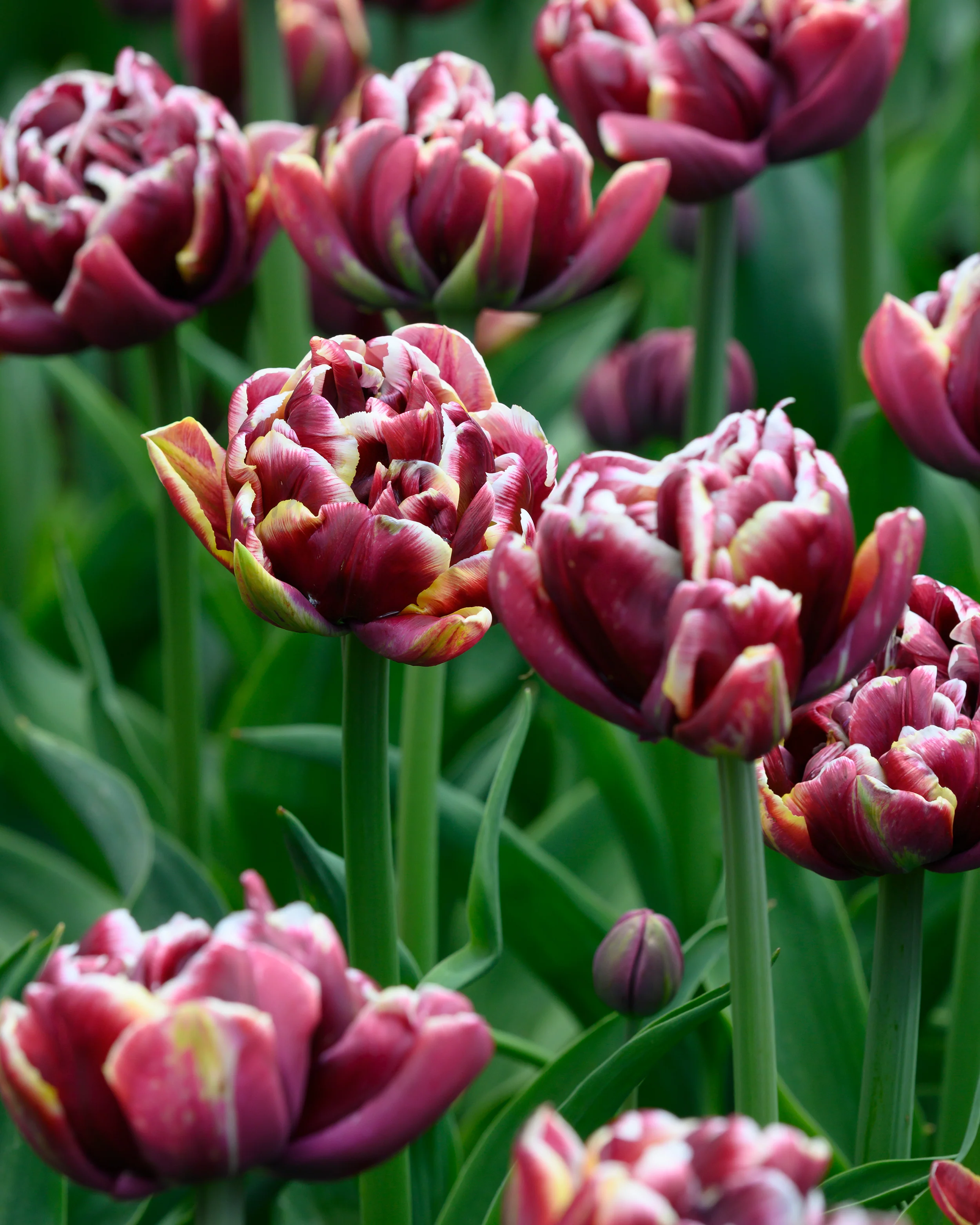 Tulip 'Wyndham' - Image 5