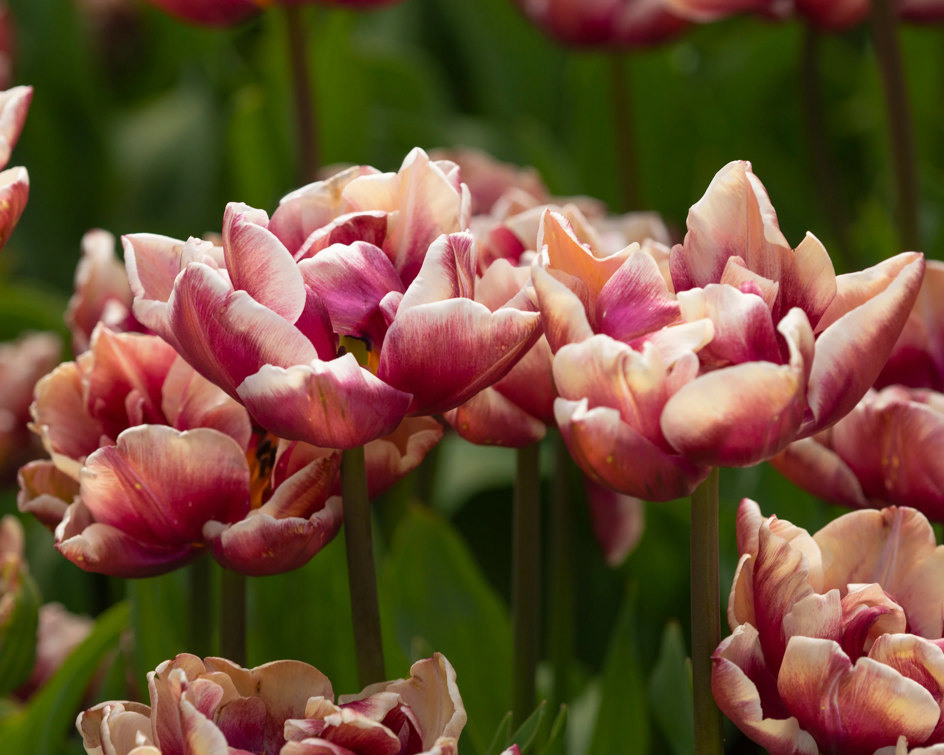 Tulip 'Wyndham' - Image 6