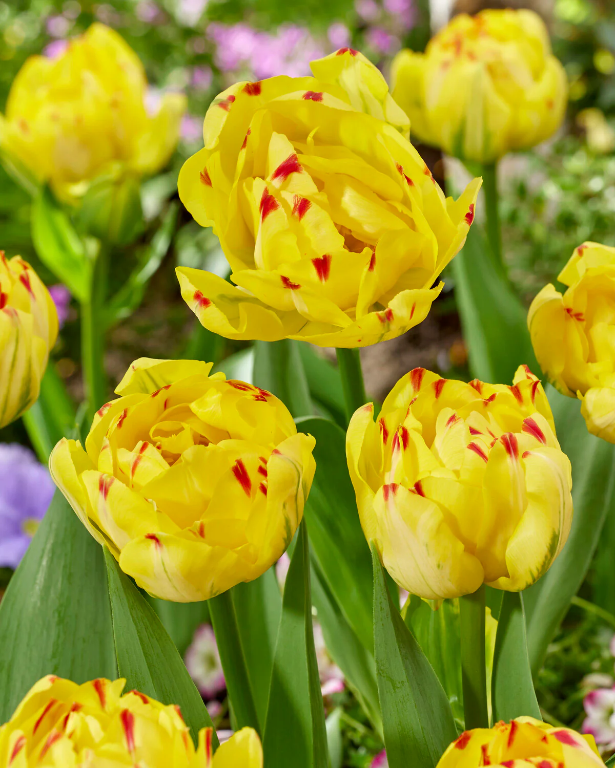 Tulip 'Yellow Danceline' - Image 4