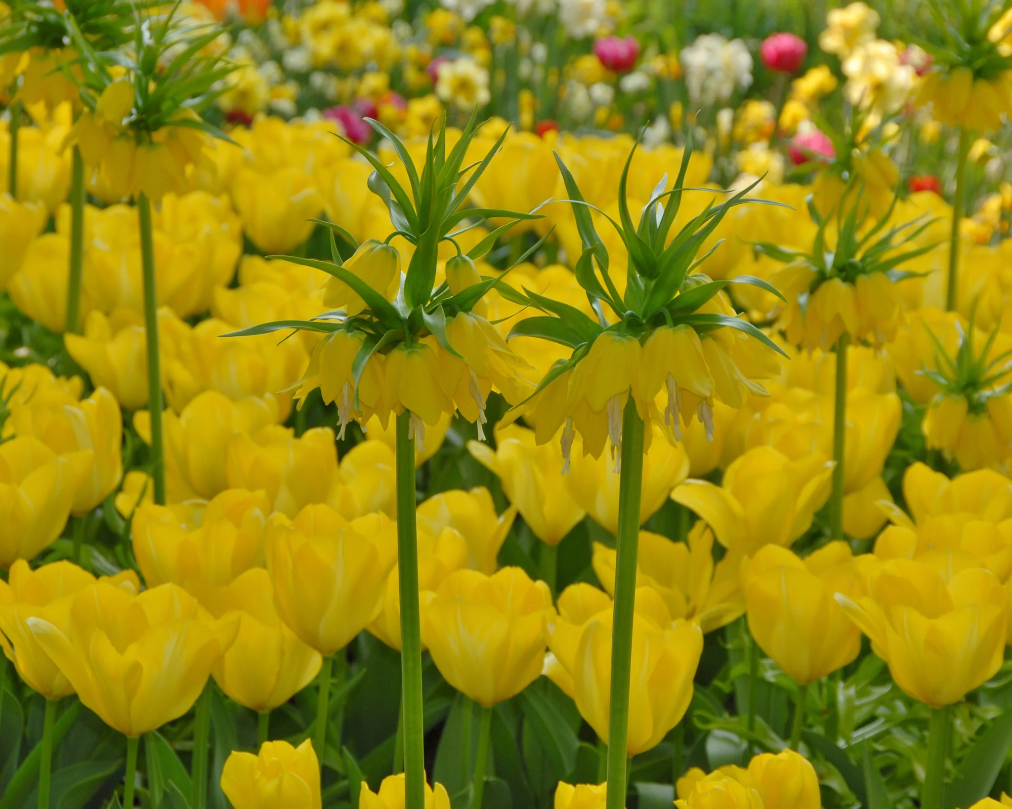 Tulip 'Yellow Emperor' - Image 7