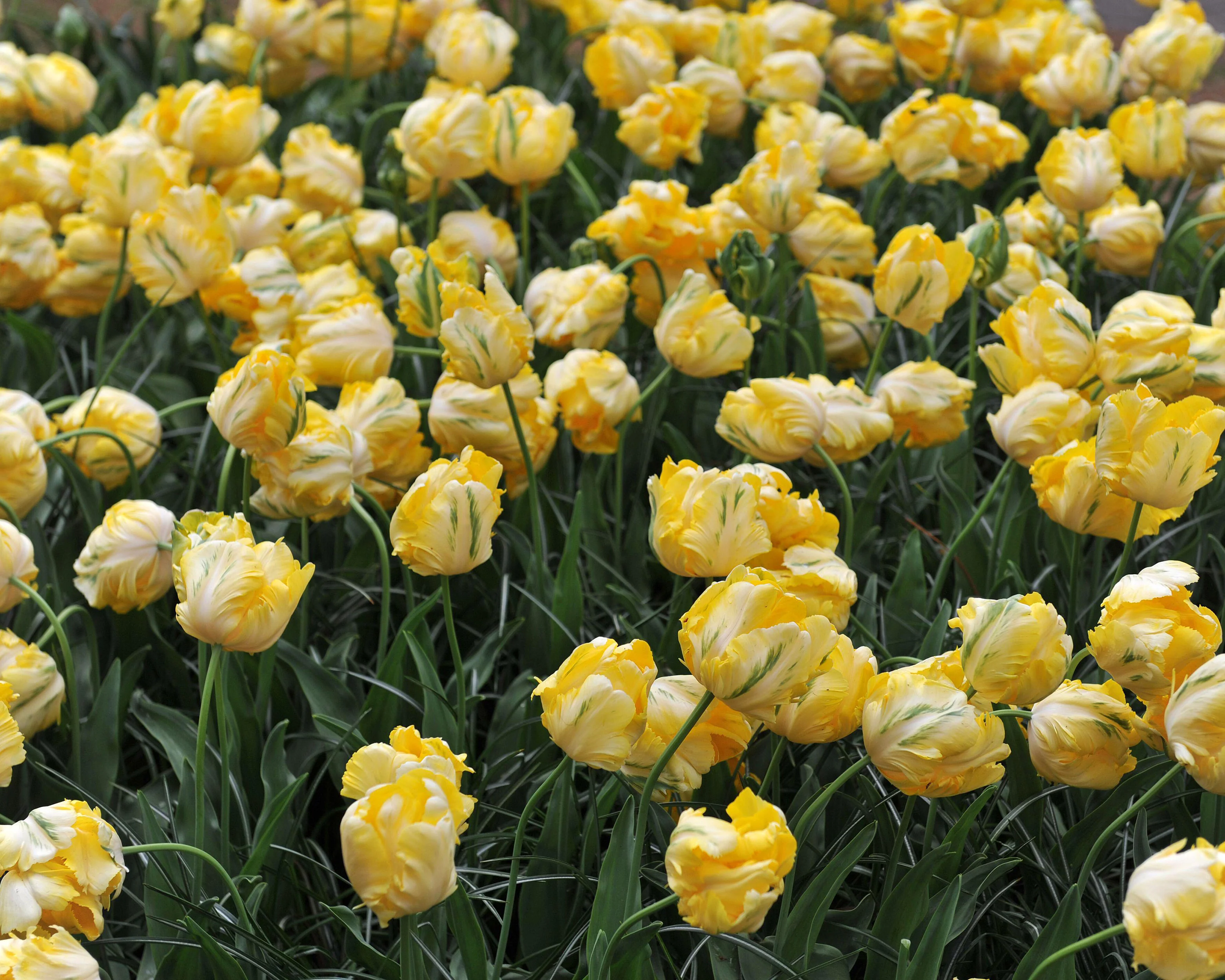 Tulip 'Yellow Madonna' - Image 10