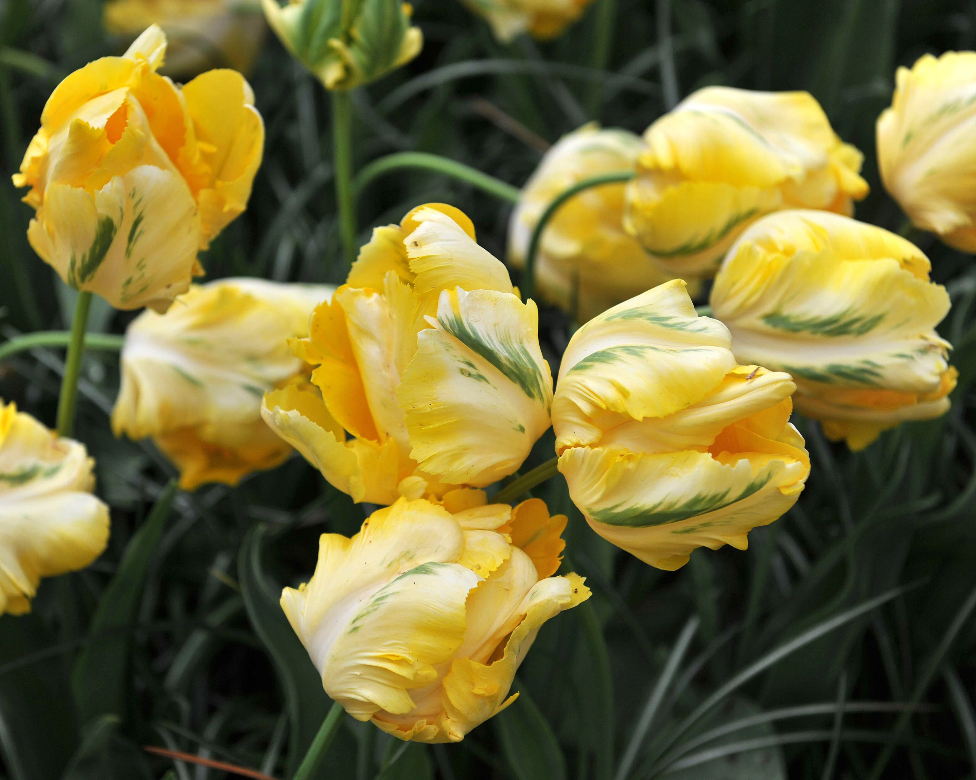 Tulip 'Yellow Madonna' - Image 11