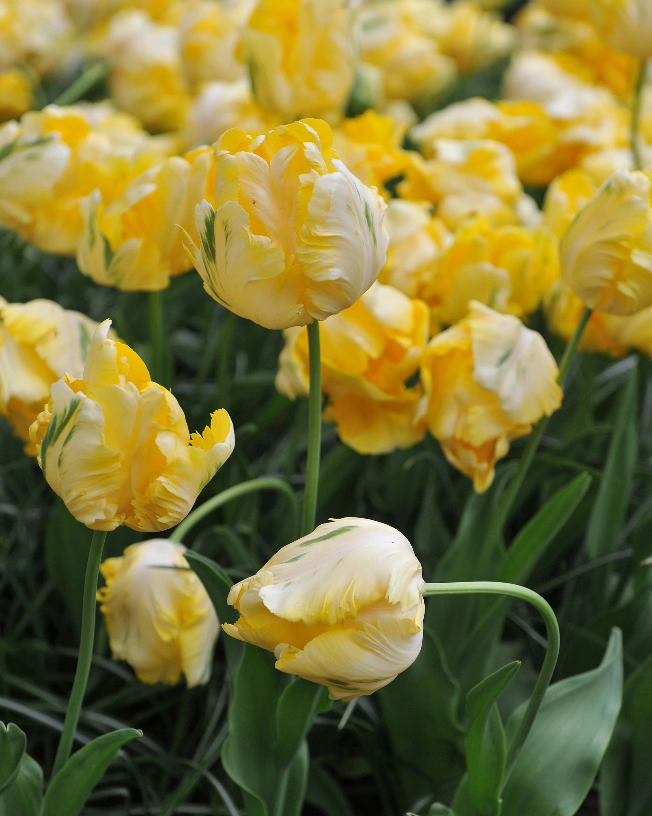 Tulip 'Yellow Madonna' - Image 2